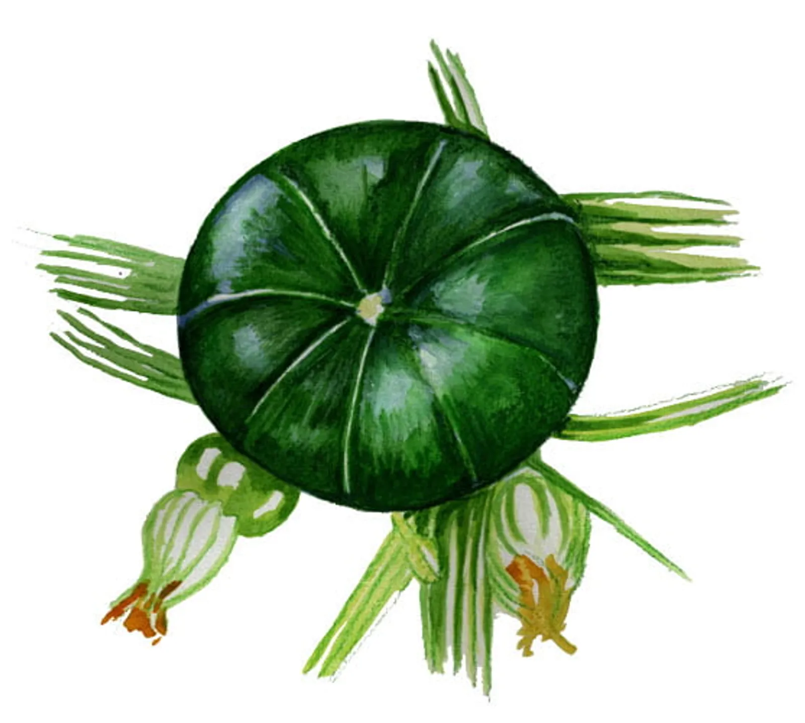 Sommarsquash 'Zaphito', Frö - bild 1