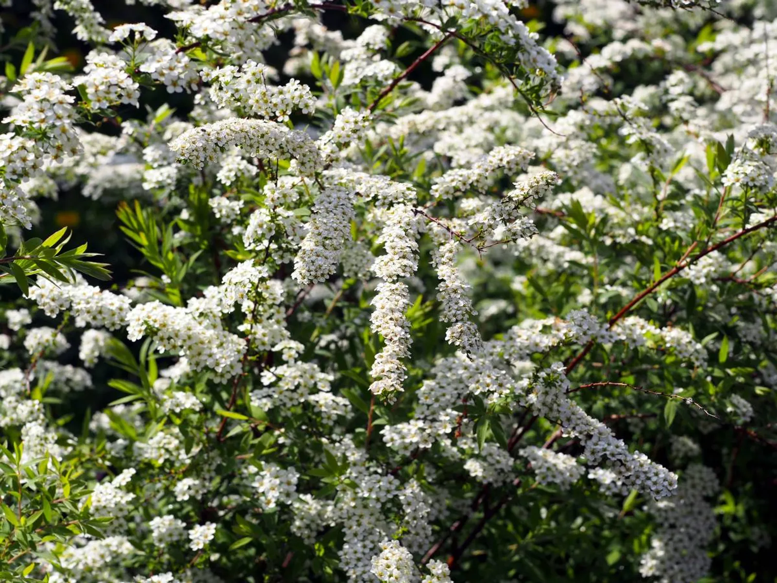 Norskspirea 'Grefsheim' E, 20-40 cm - bild 3