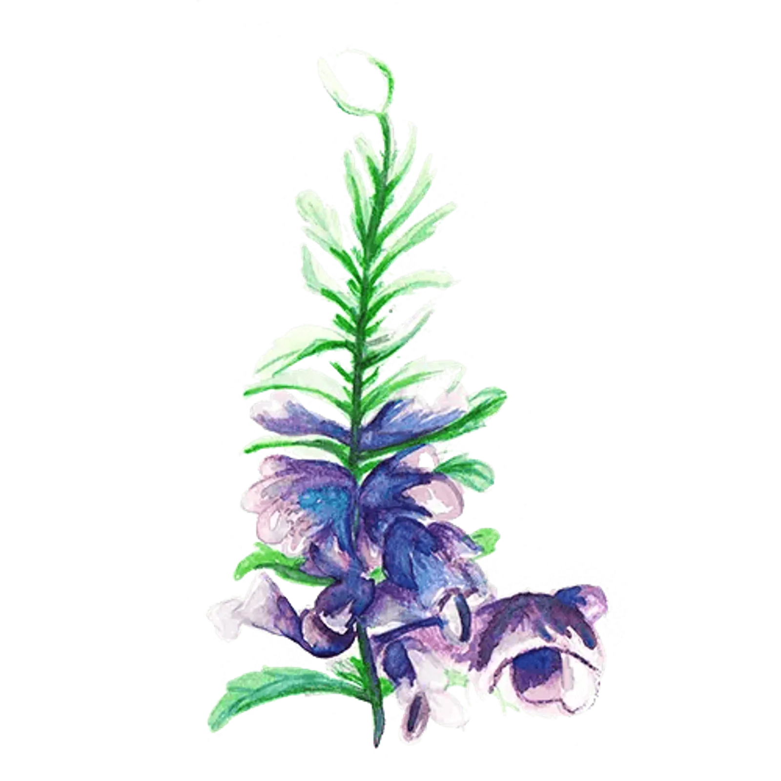 Blomma 'Turkisk Drakblomma', Frö - bild 1