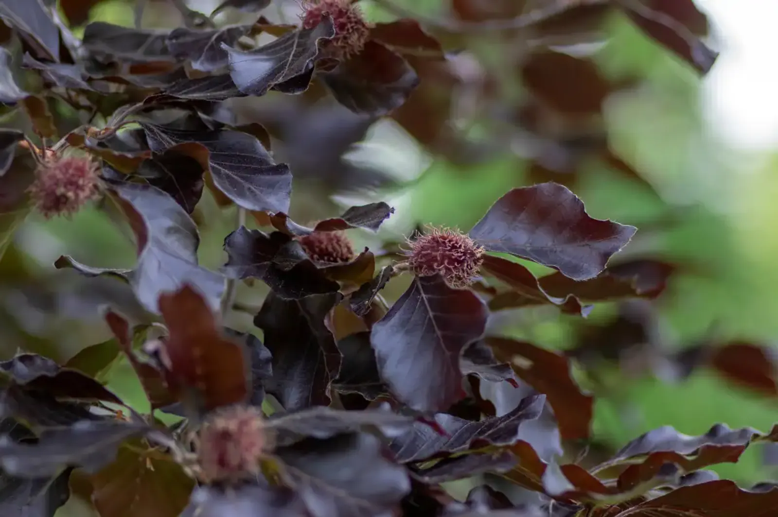 Blodbok 'Purpurea', Högstammat träd - bild 1