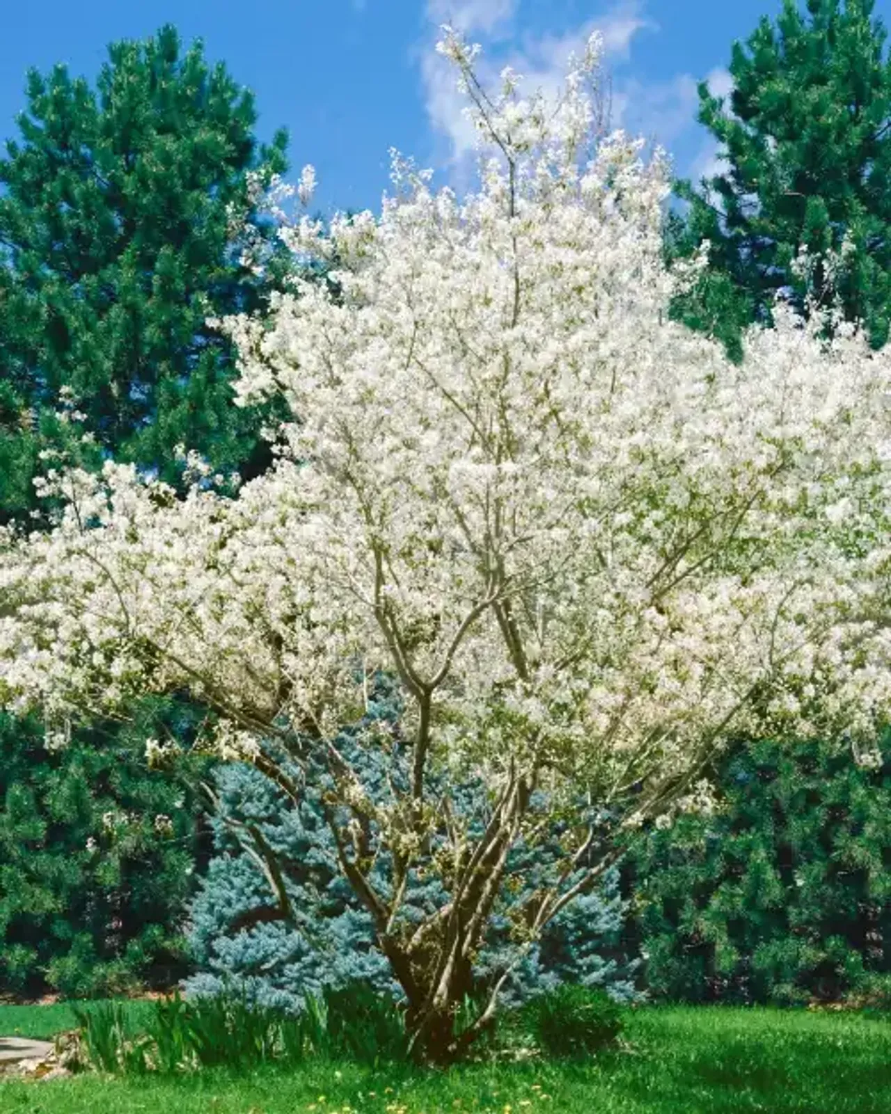 Prakthäggmispel, 50-80 cm - bild 3