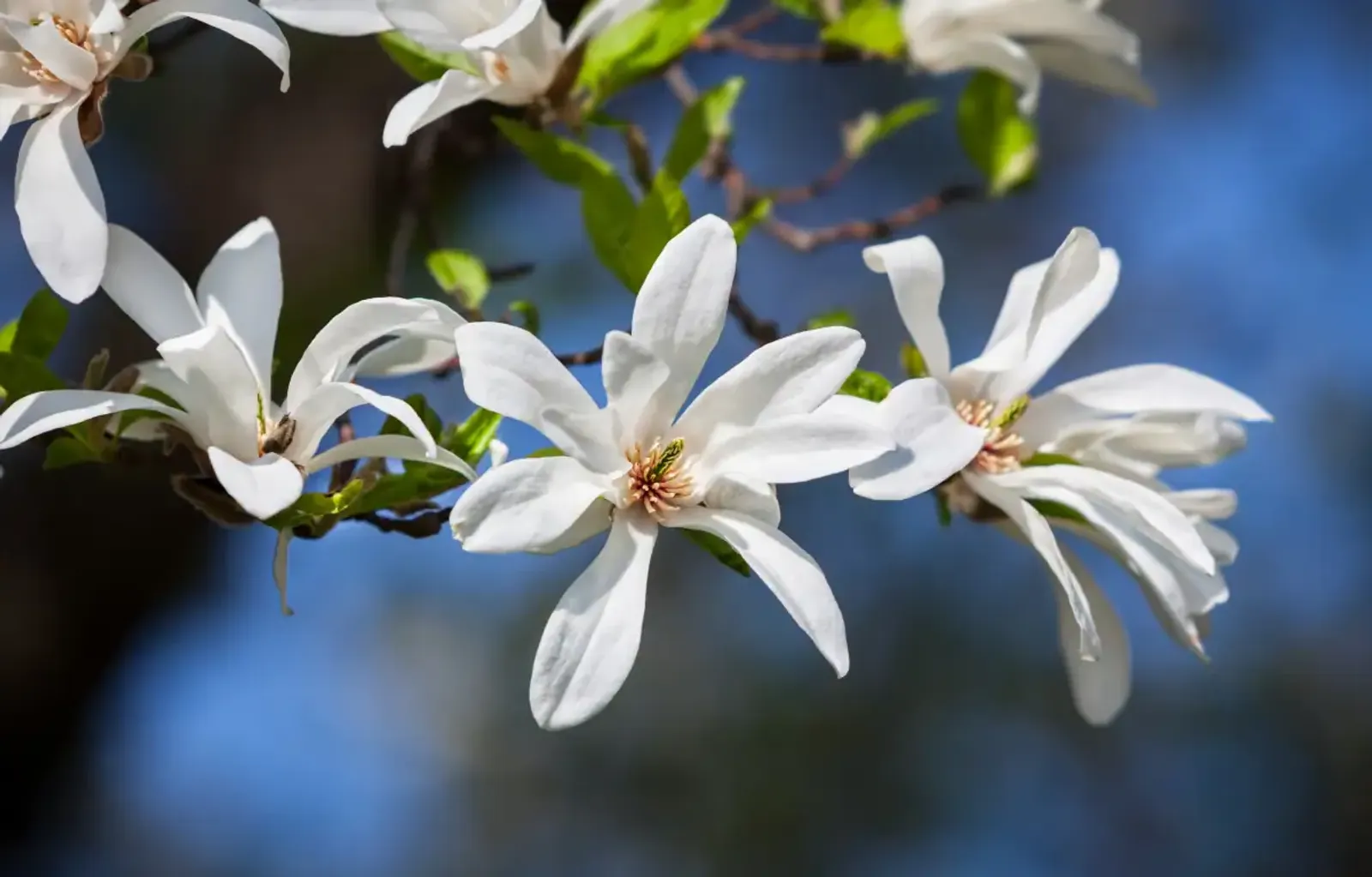 Japansk Magnolia, Högstammat träd - bild 2