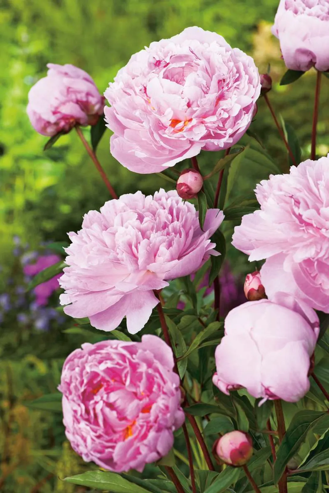 Luktpion 'Sarah Bernhardt', 2-pack - bild 1