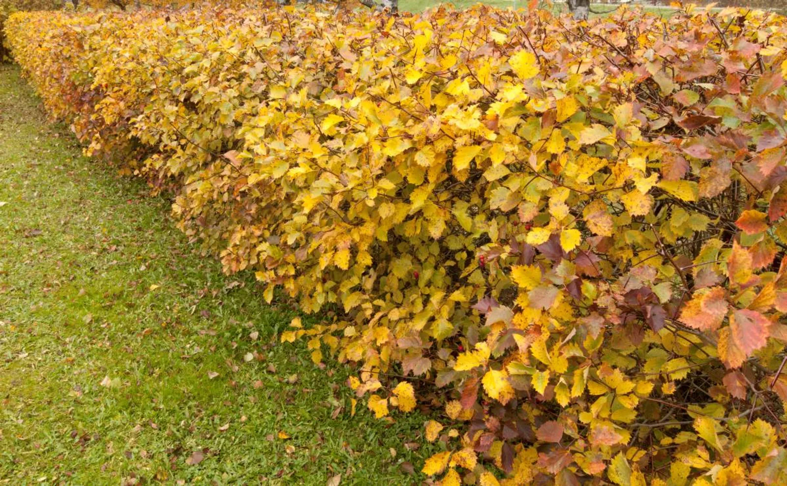 Oxel E, 20-40 cm - bild 4