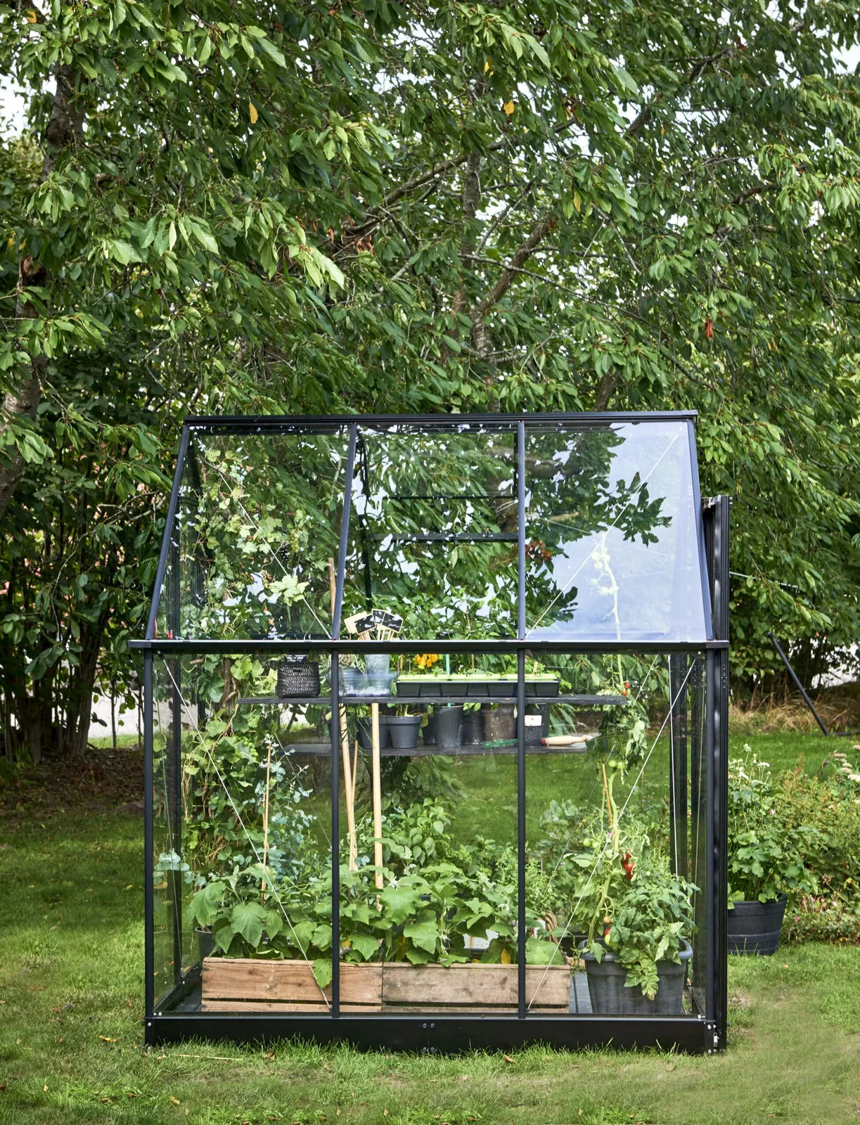 Växthus Halls Qube 66 Svart 3,9 m² Härdat Glas - bild 3