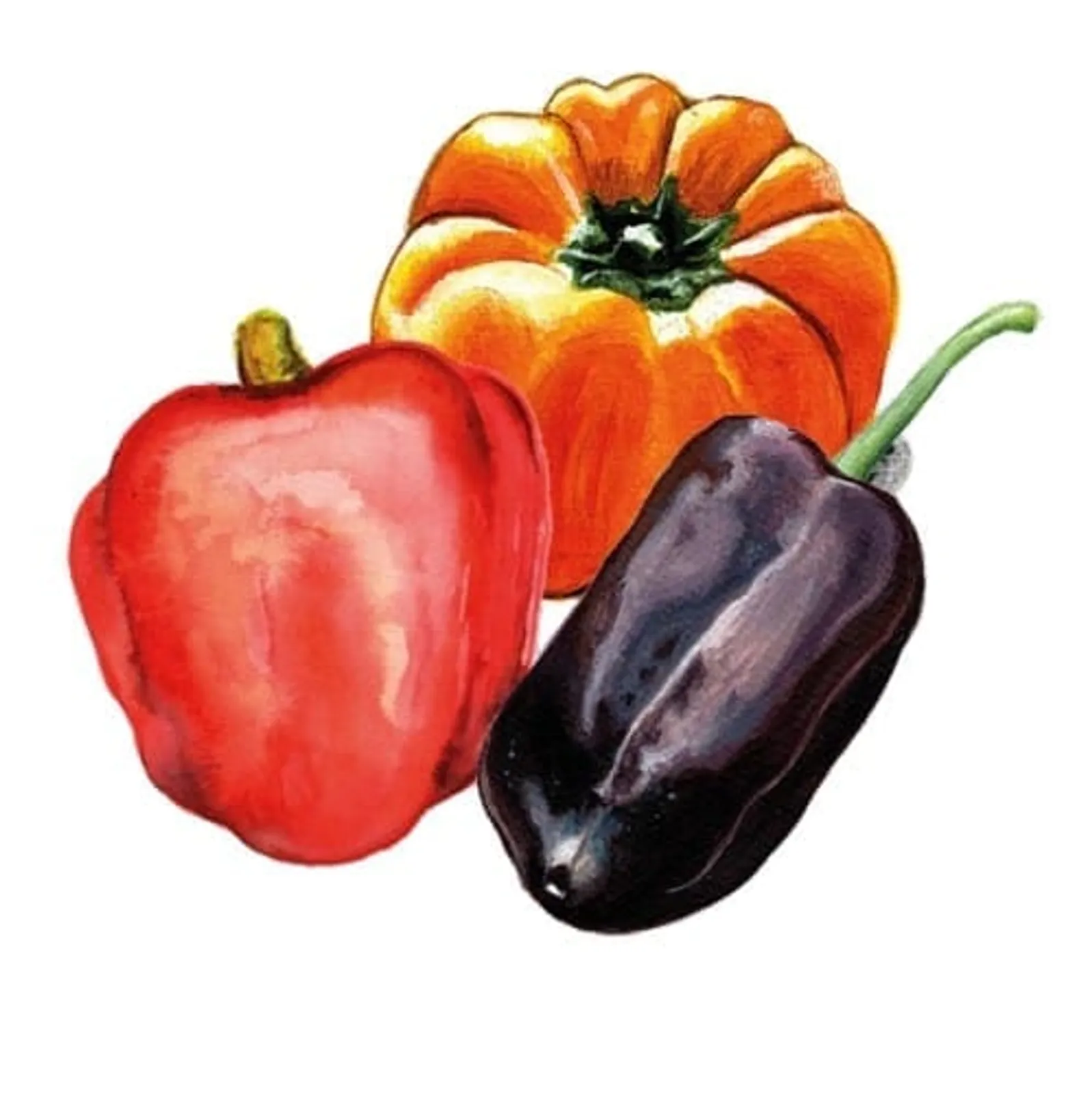 Paprikor mix 3-sorter, Frö - bild 1