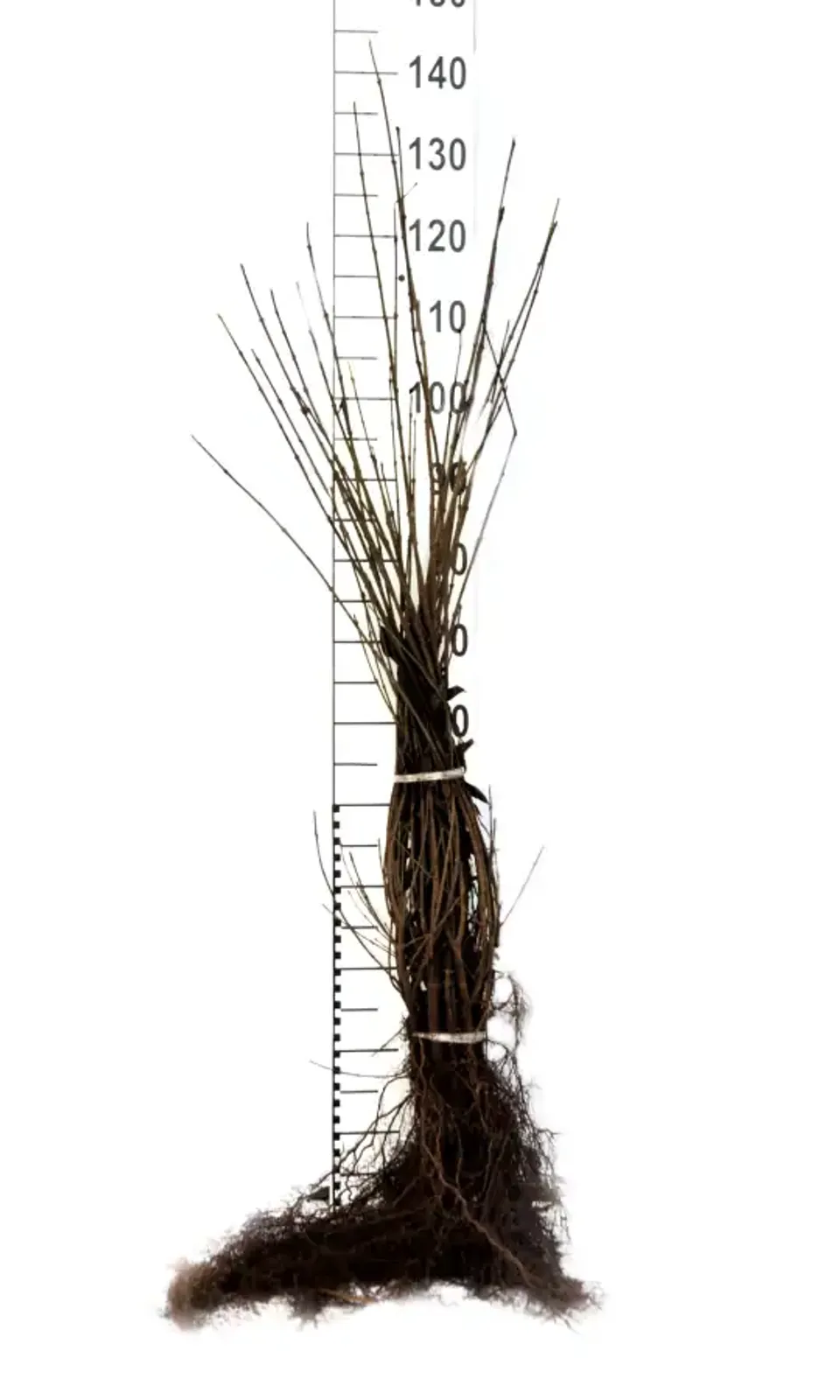 Vinterliguster 'Liga', 50-80, 3-5 grenar cm - bild 5