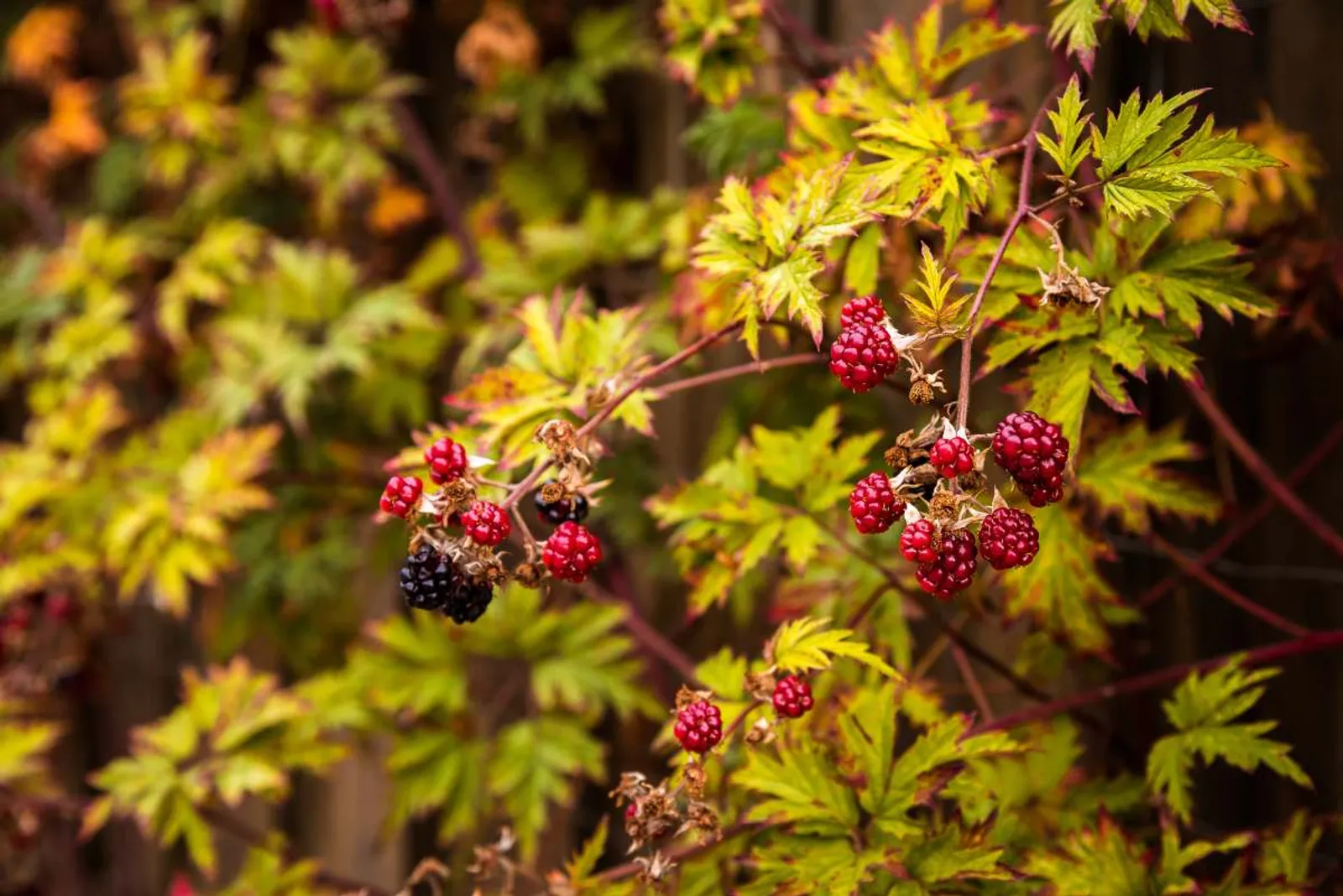 Flikbjörnbär 'Thornless Evergreen', 1-pack - bild 2