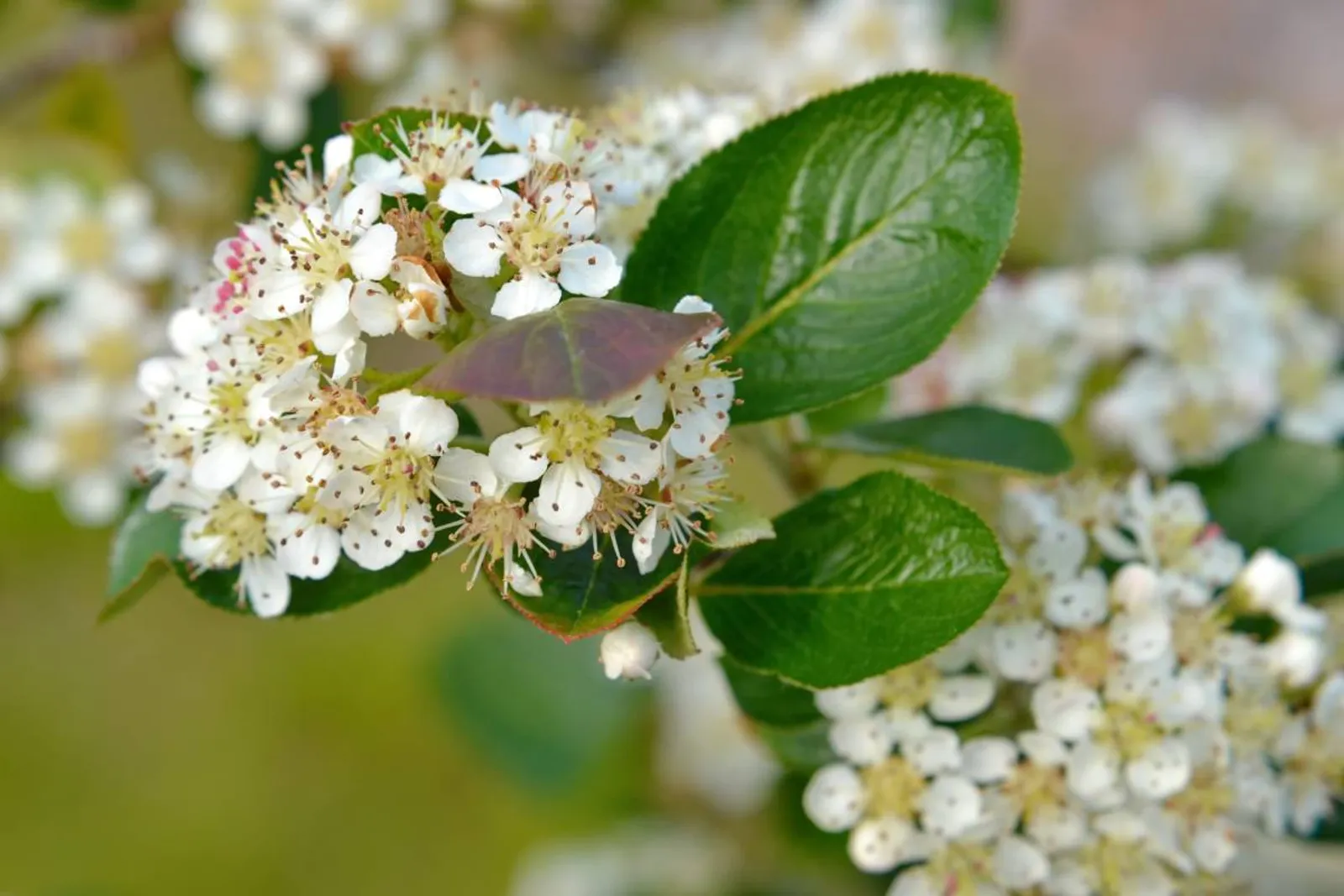 Slånaronia 'Elata', 60-100 cm, Goliat - bild 3