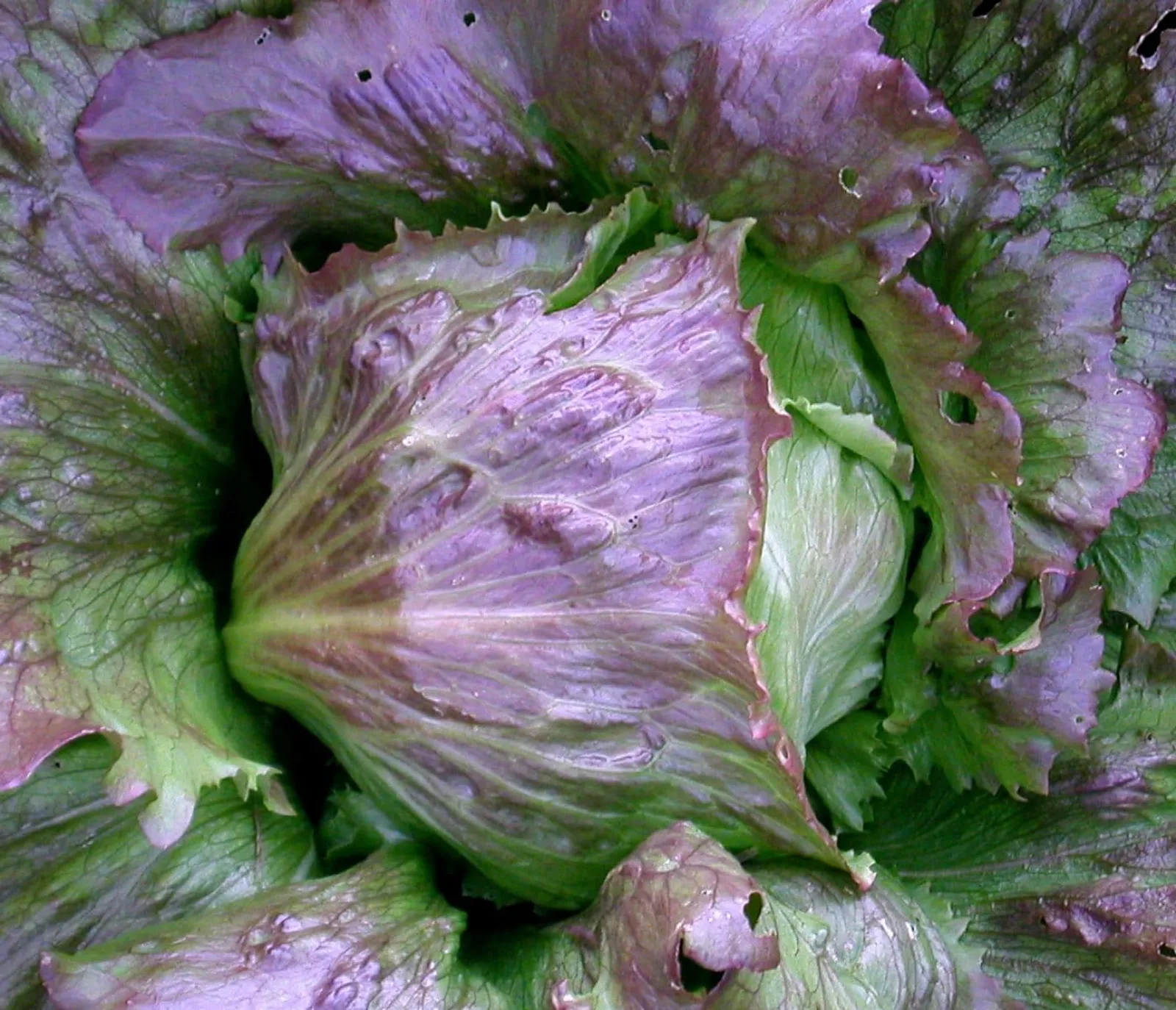 Sallat, isberg- 'Red Iceberg', ekofrö - bild 1