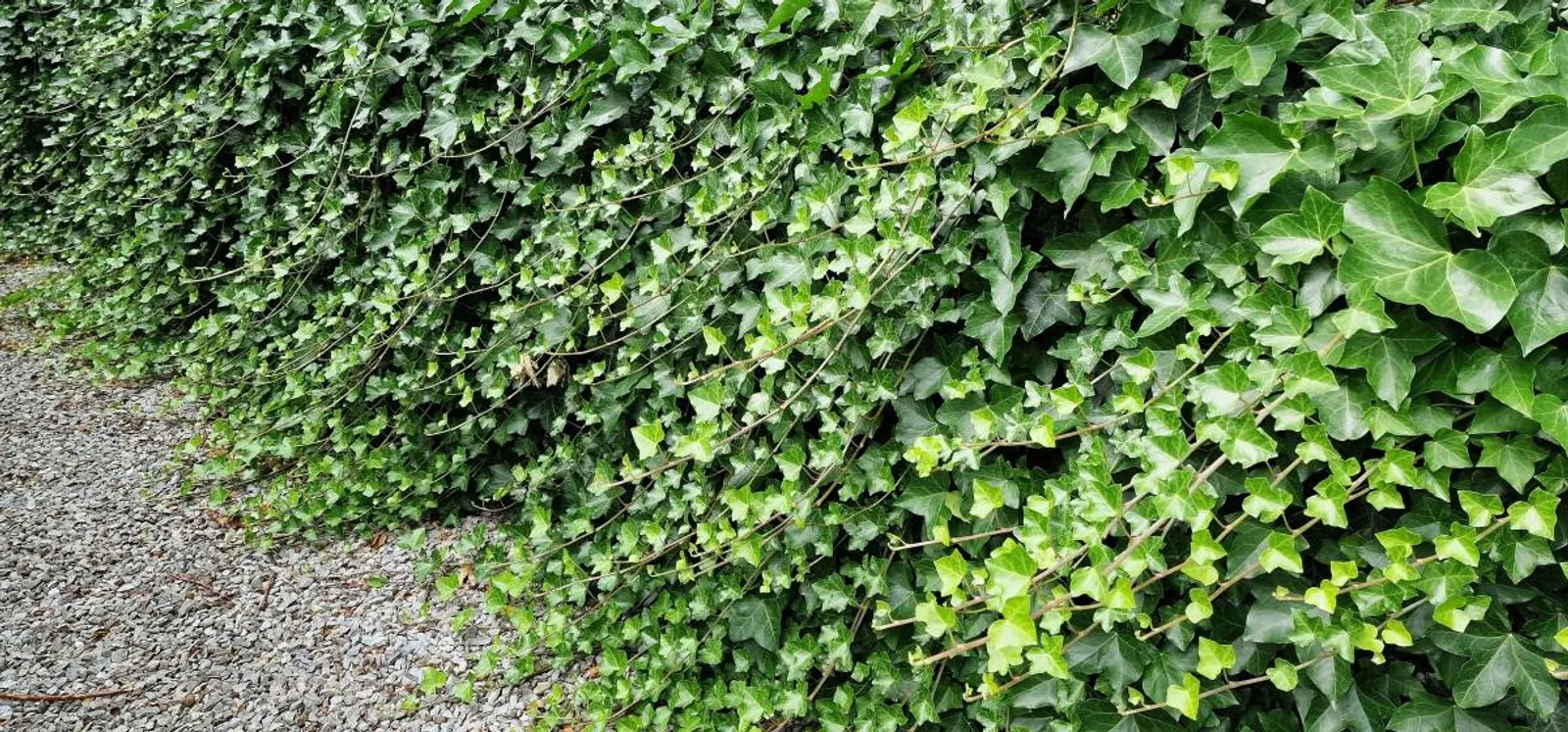 Storbladig murgröna, 15-30 cm - bild 3