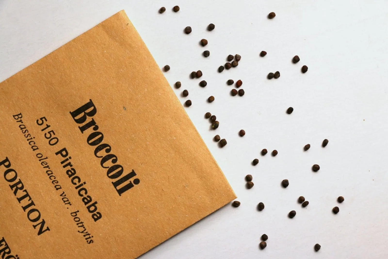 Broccoli 'Piracicaba', ekofrö - bild 3
