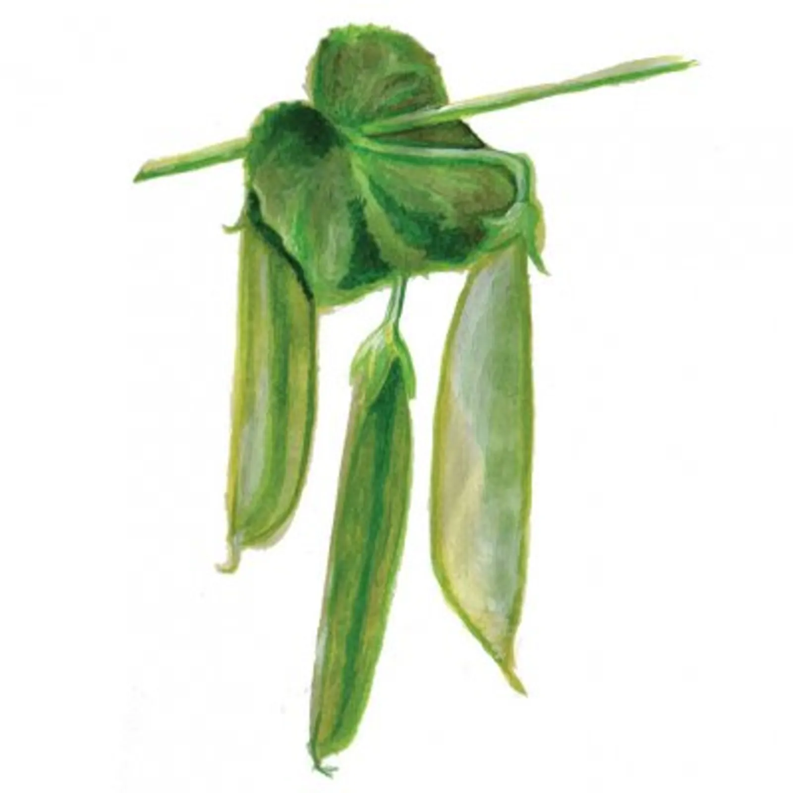 Hög sockerärt 'Engelsk Sabel', Frö - bild 1