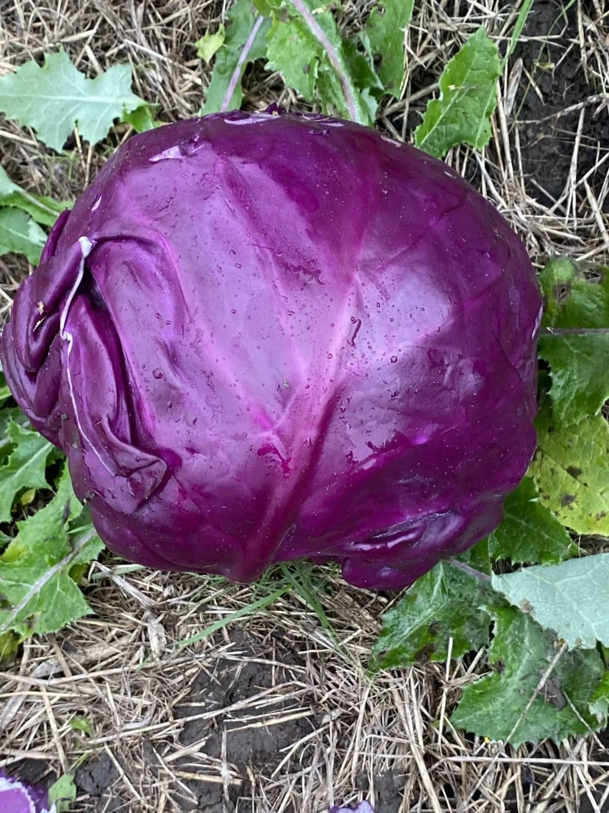Rödkål 'Granat', ekofrö - bild 2