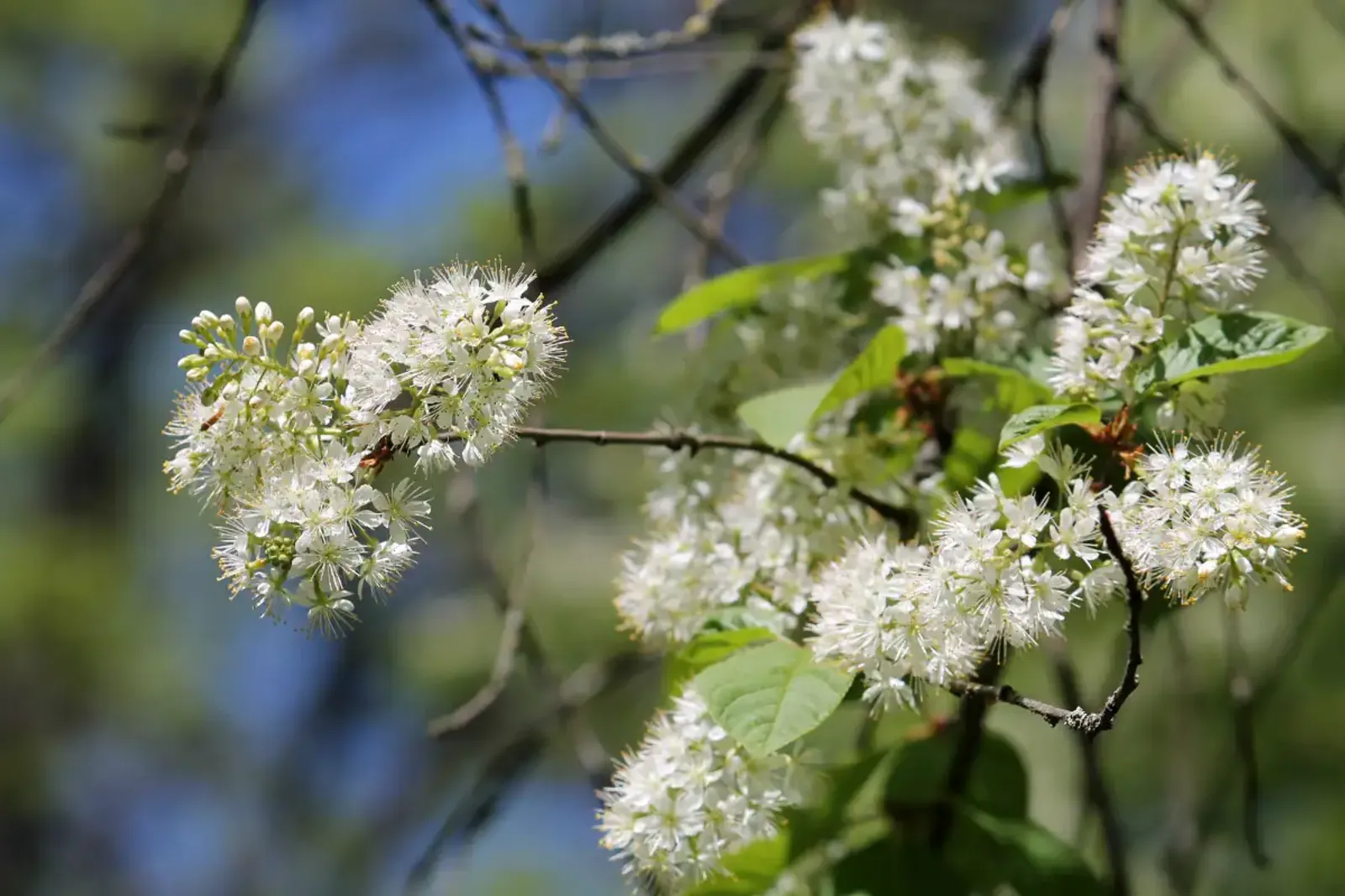 Näverhägg 'Amber Beauty', Högstammat träd - bild 3