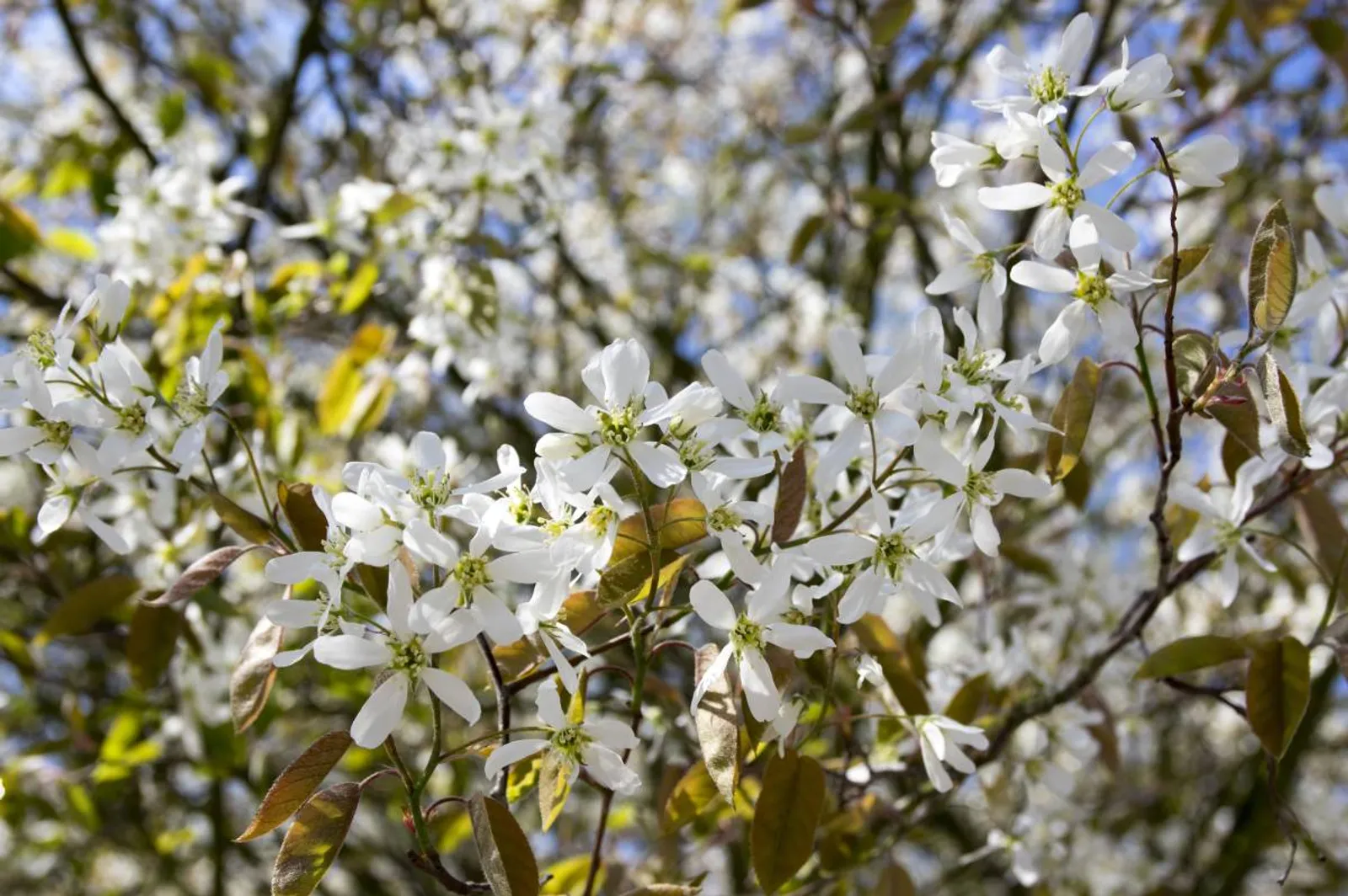 Häggmispel , 20-40 cm - bild 1