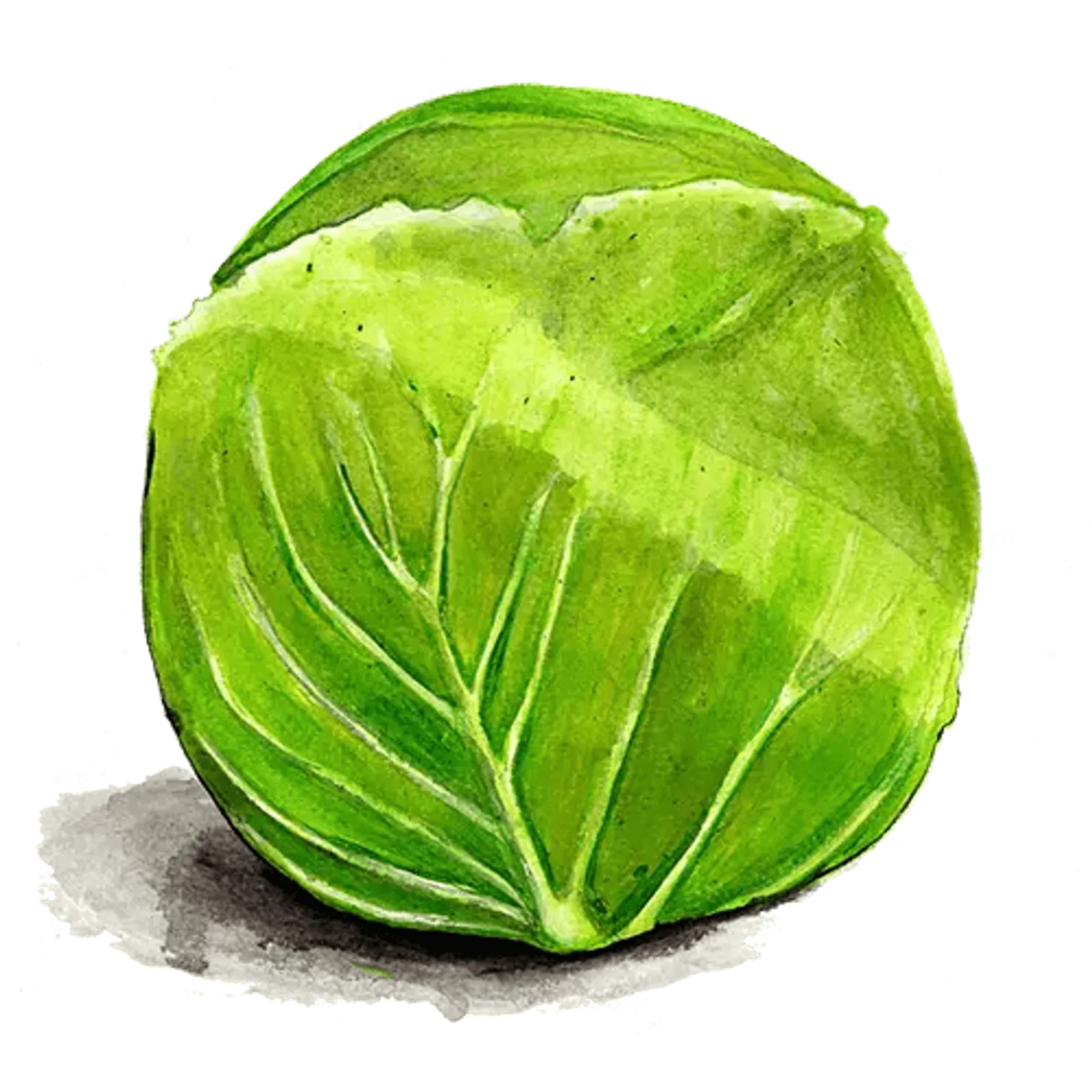 Vitkål 'Donator', Frö - bild 1