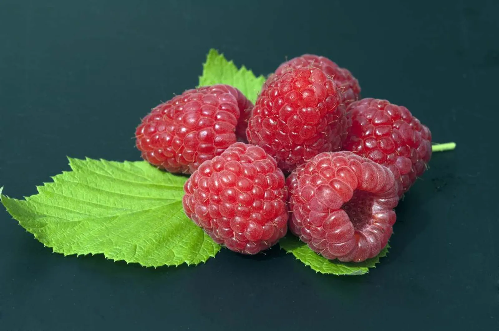 Hösthallon ''Polka'', 1-pack - bild 2