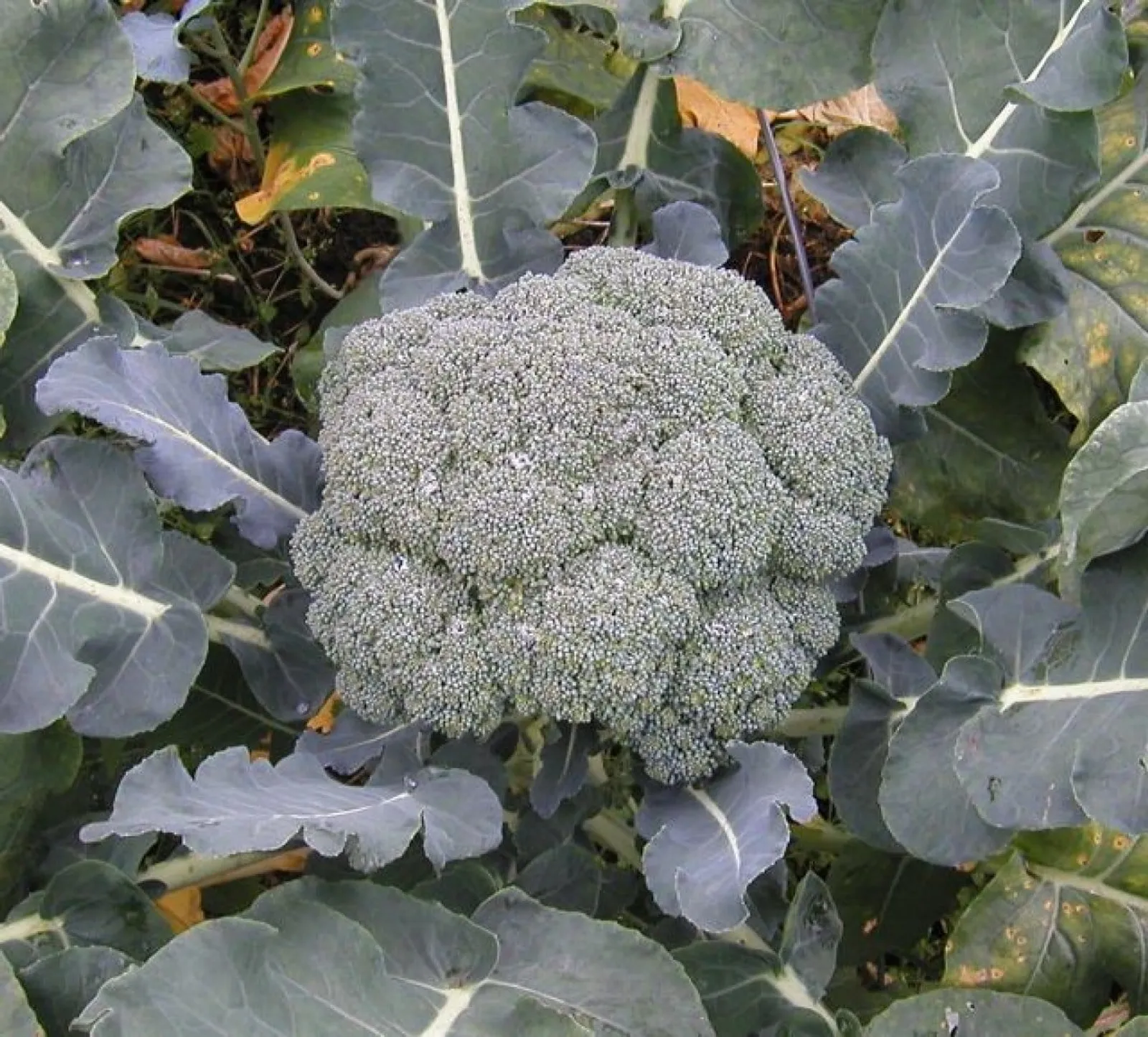 Broccoli 'Calabrais', ekofrö - bild 1