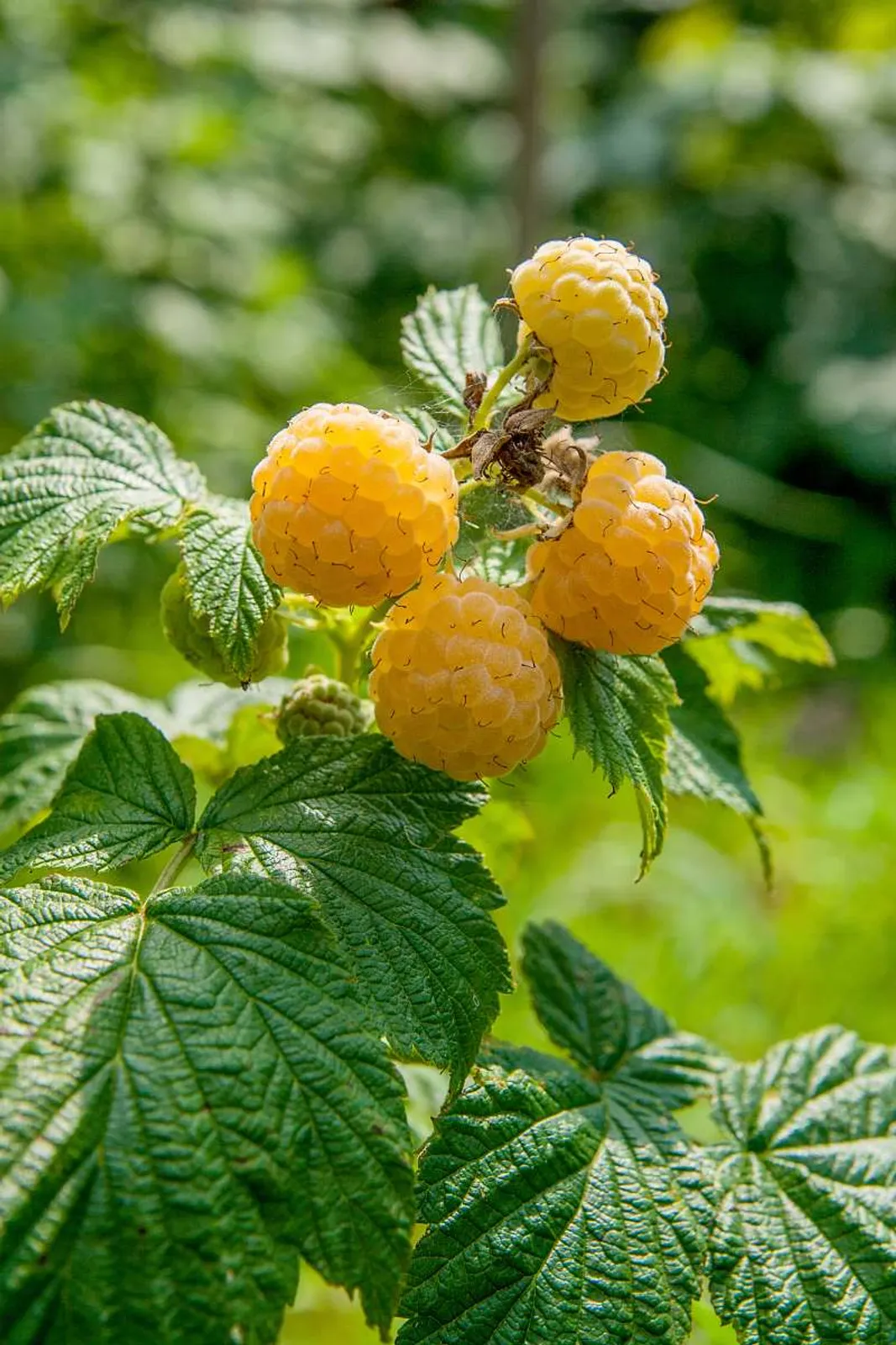 Hösthallon ''Fallgold'', 10-pack - bild 1