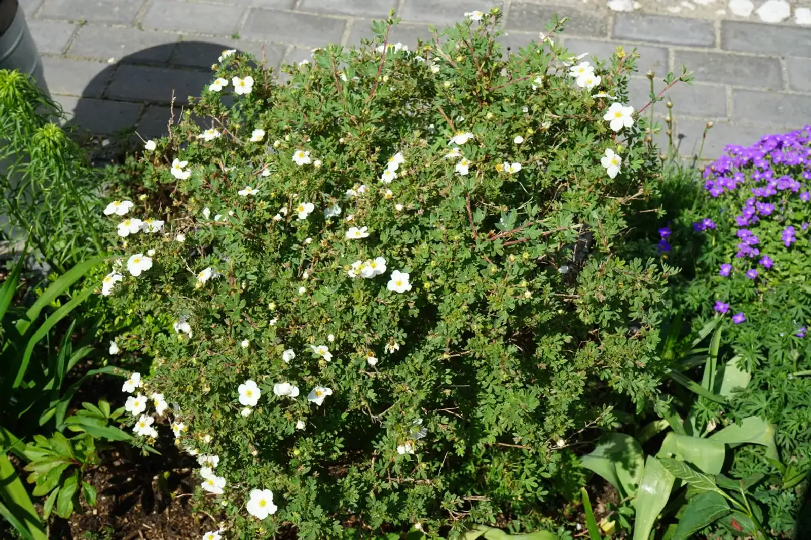 Trädgårdstok 'Abbotswood', 30-50 cm - bild 6