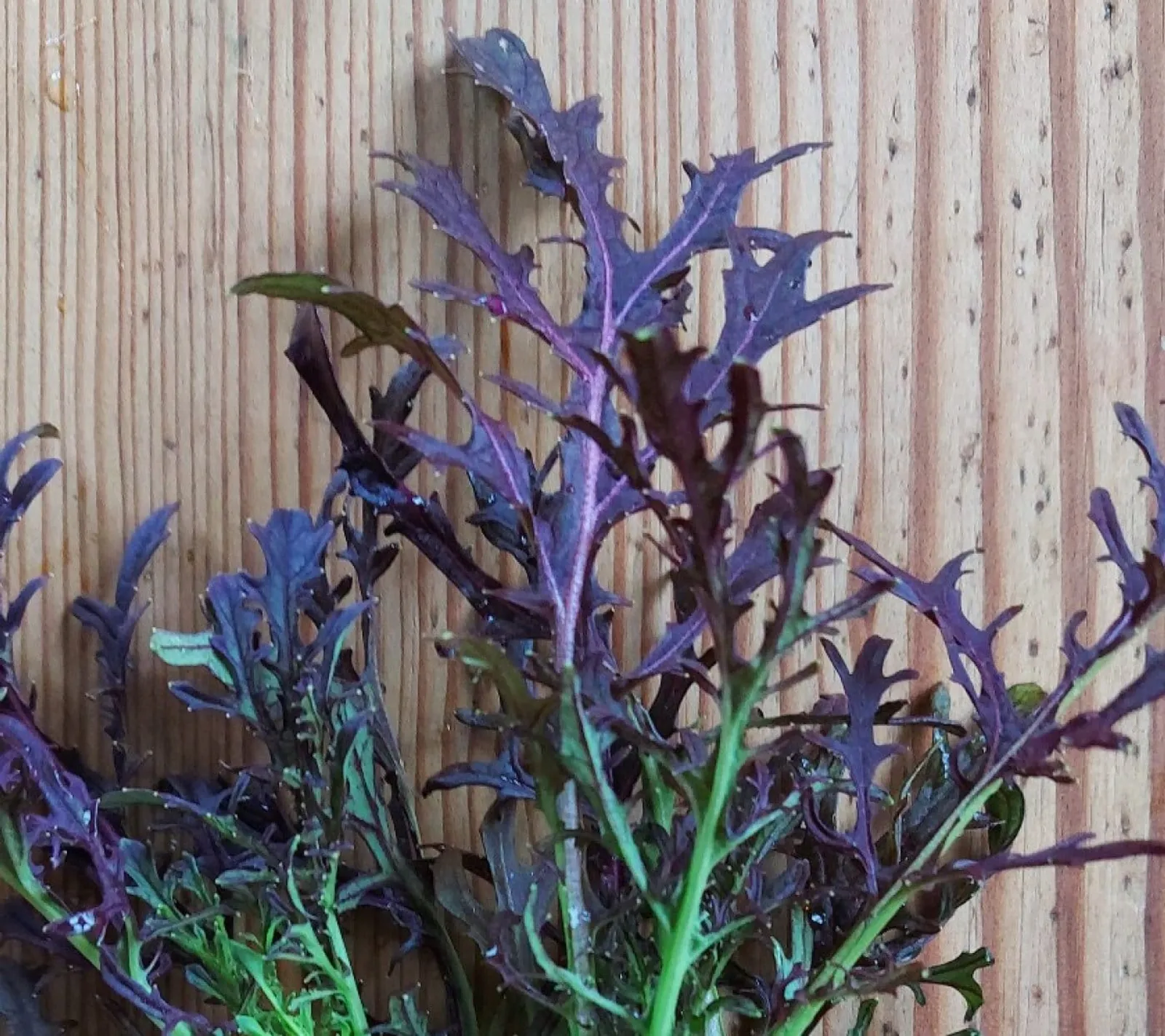 Asiatiska bladgrönsaker 'Röd Mizuna', ekofrö - bild 1