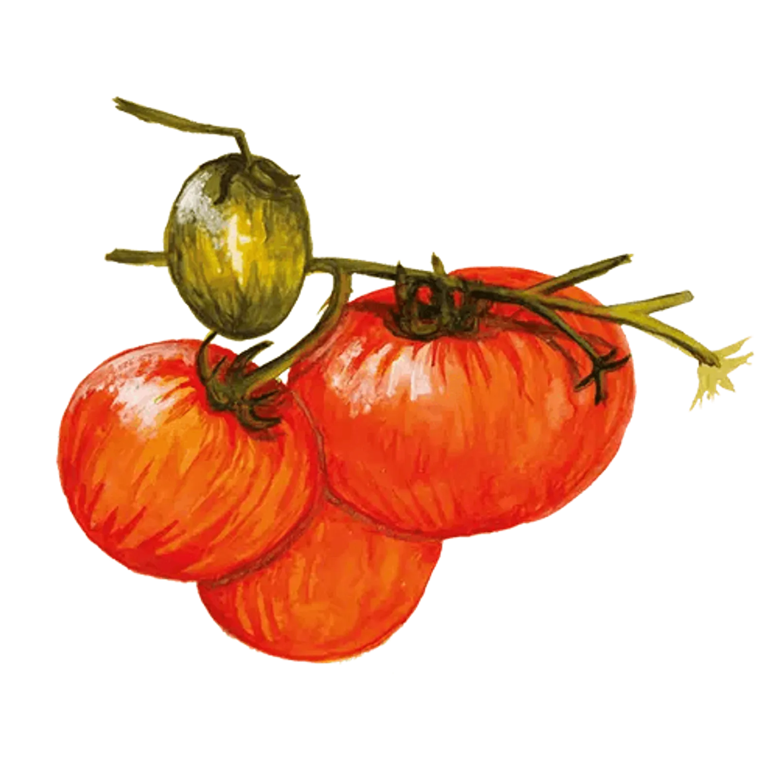 Busktomat 'Pixie Striped', Frö - bild 1