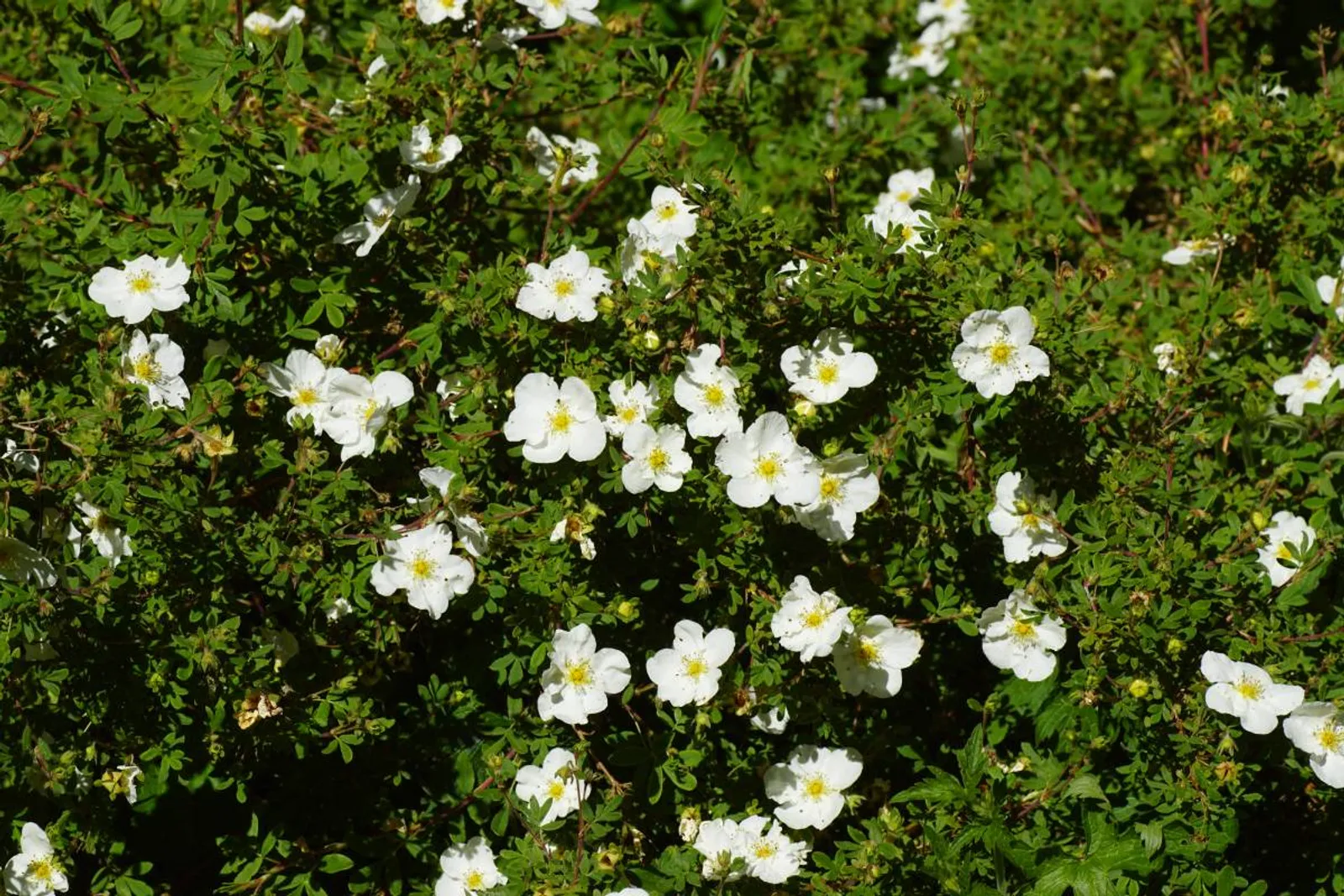 Trädgårdstok 'Abbotswood', 20-40 cm - bild 3