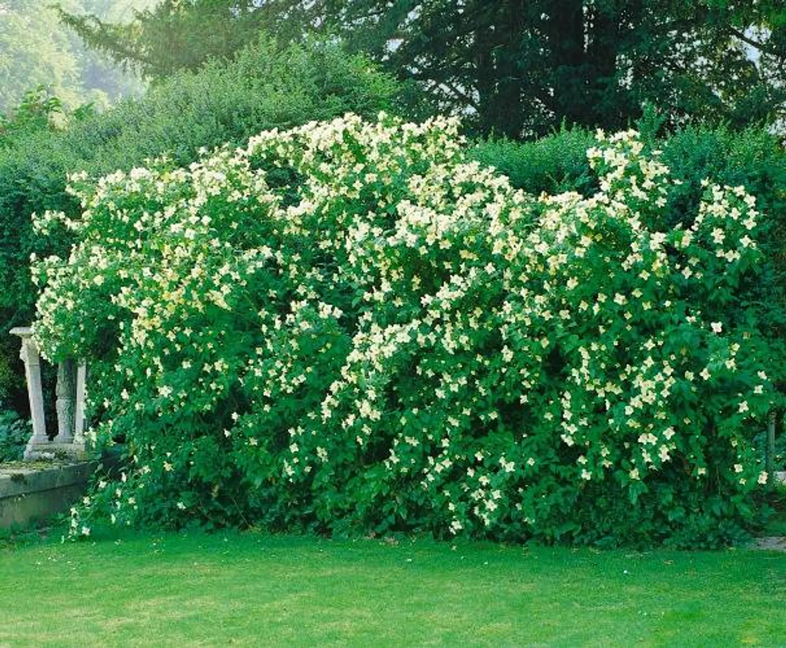 Smultronschersmin, 80-100 cm, Goliat - bild 1