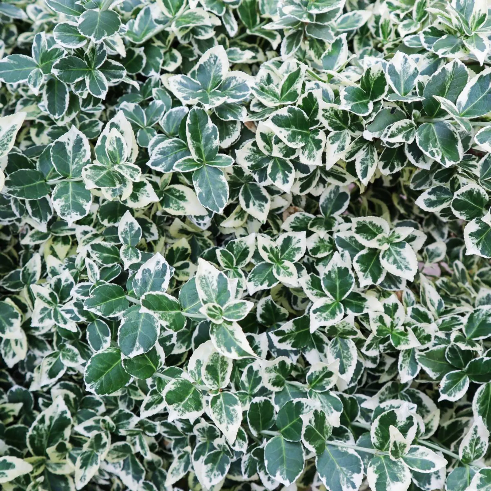 Klätterbenved 'Emarald Gaiety' (syn. benved 'Emarald Gaiety'), 15-30 cm - bild 1