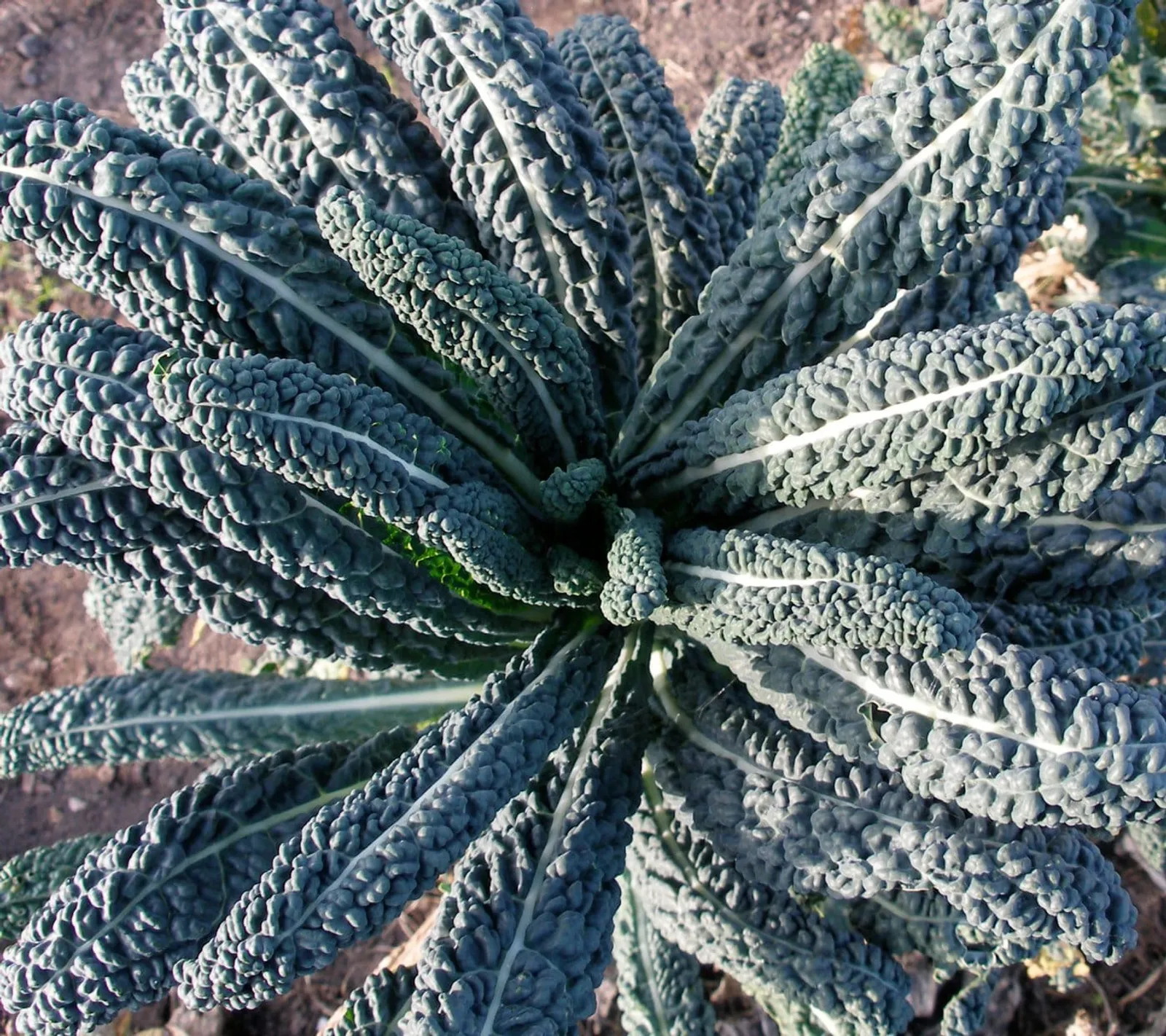 Grönkål 'Nero di Toscana', ekofrö - bild 1