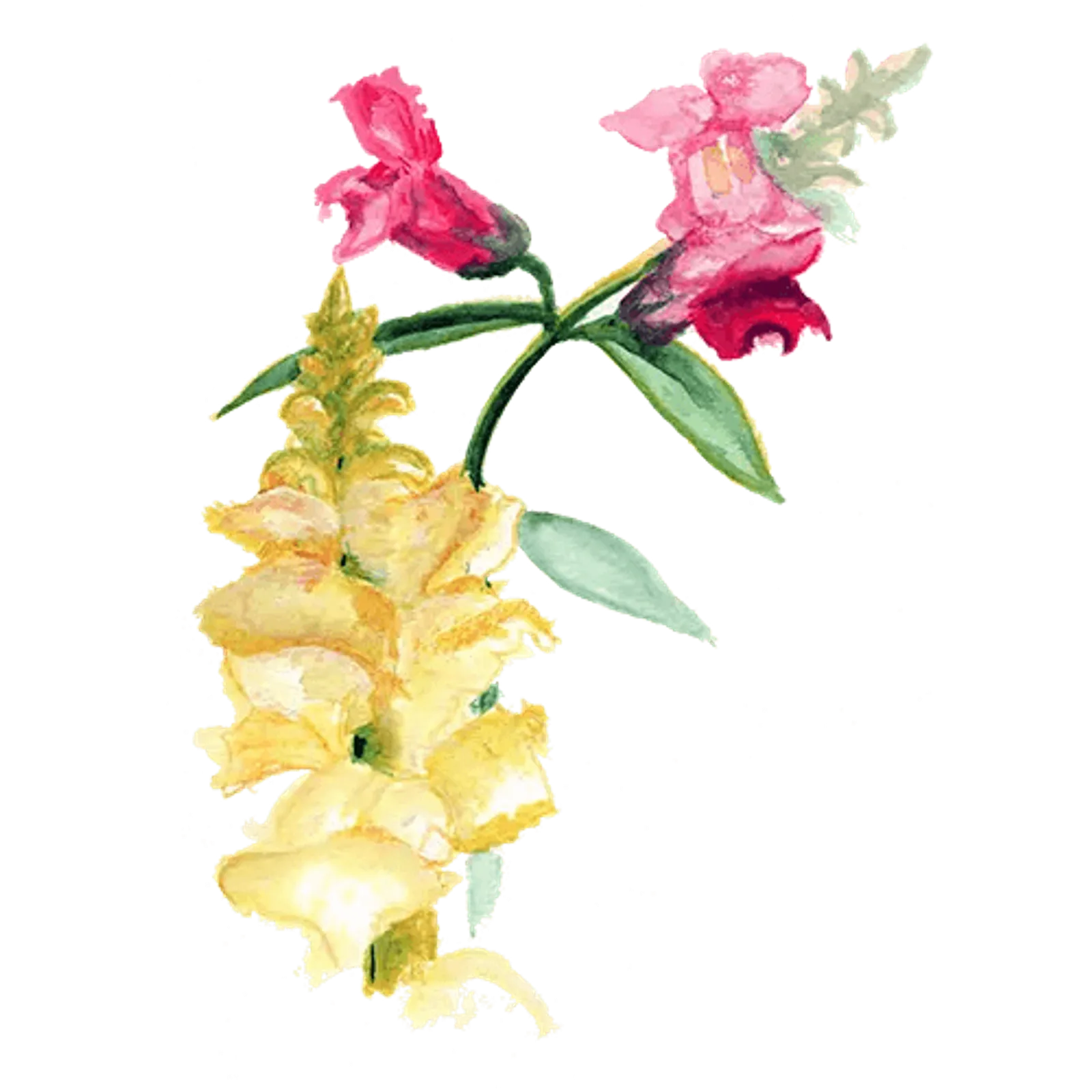 Blomma 'Lejongap (färgmix)', Frö - bild 1