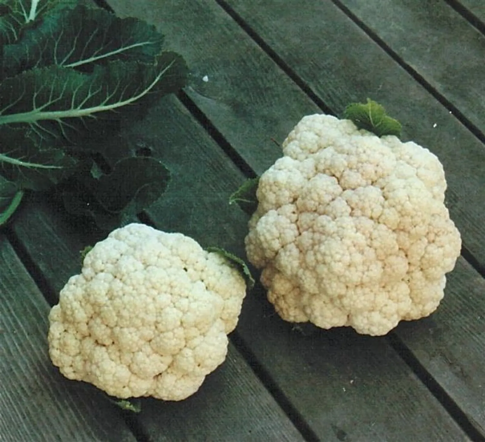 Blomkål 'Snowball', ekofrö - bild 1