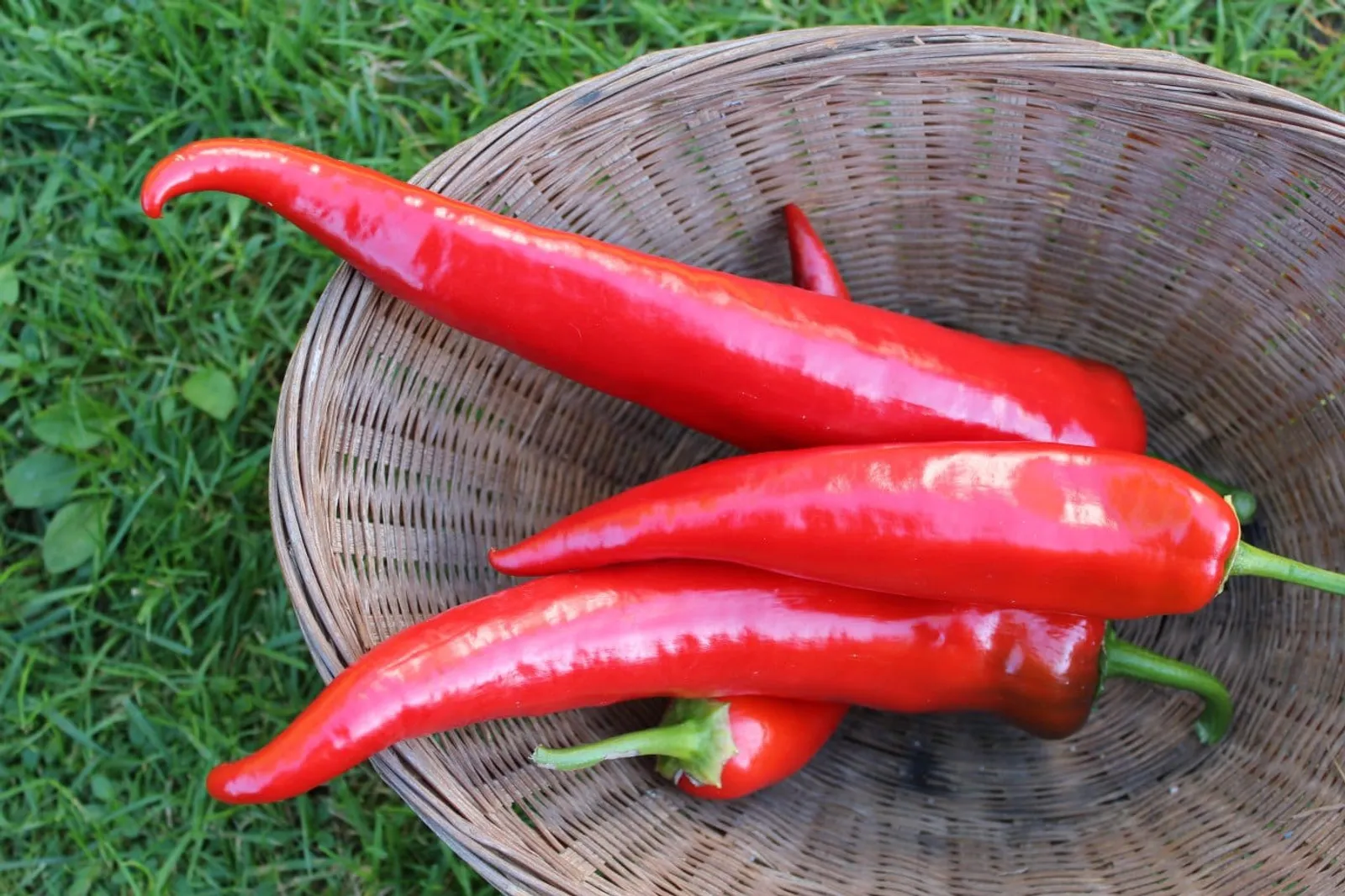 Paprika 'Korosco', ekofrö - bild 2