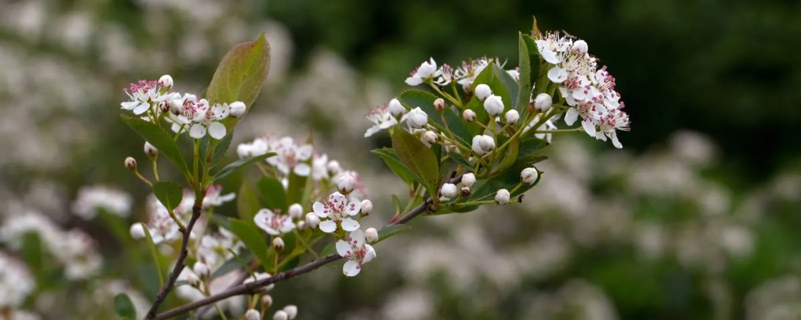 Svartaronia 'Hugin', 20-40 cm - bild 5