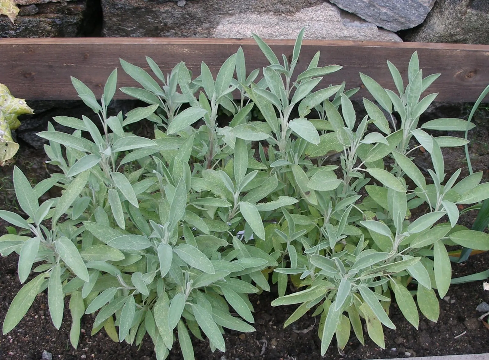Salvia 'Salvia', ekofrö - bild 3