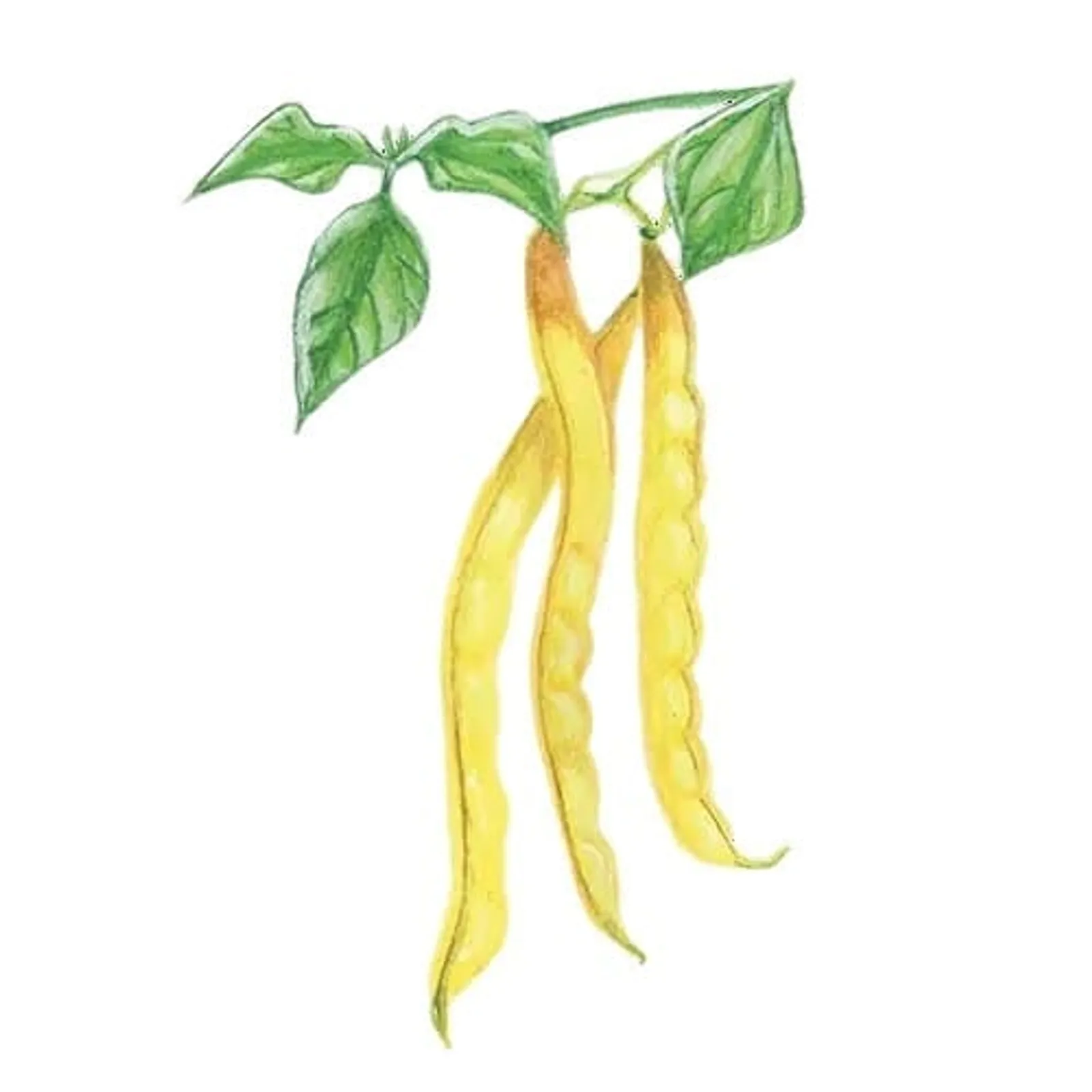 Störvaxböna 'Neckargold', Frö - bild 1