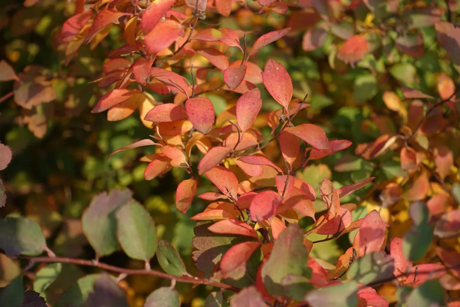 Bukettspirea, 80-100 cm, Goliat - bild 6