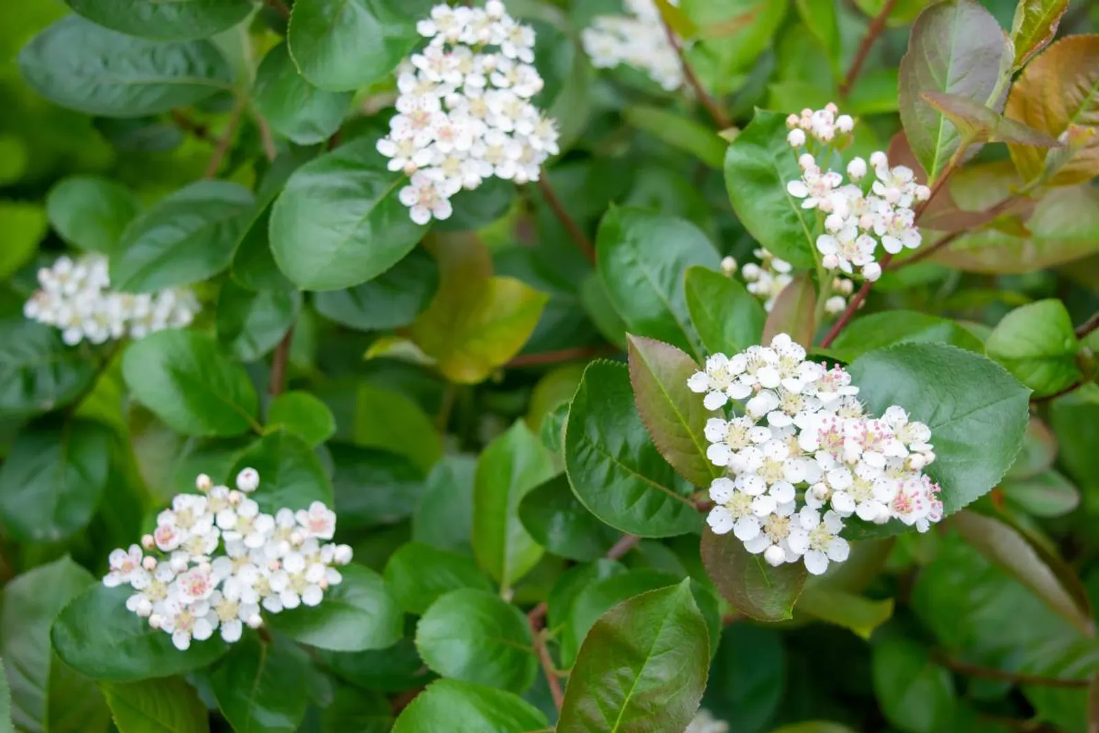 Slånaronia 'Elata' (syn. slånaronia FK Västeråker), 20-40 cm - bild 4
