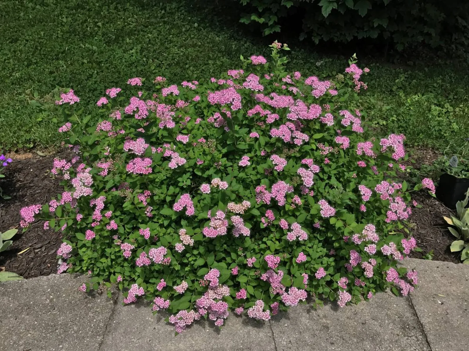 Praktspirea 'Little Princess', 10-20 cm - bild 3