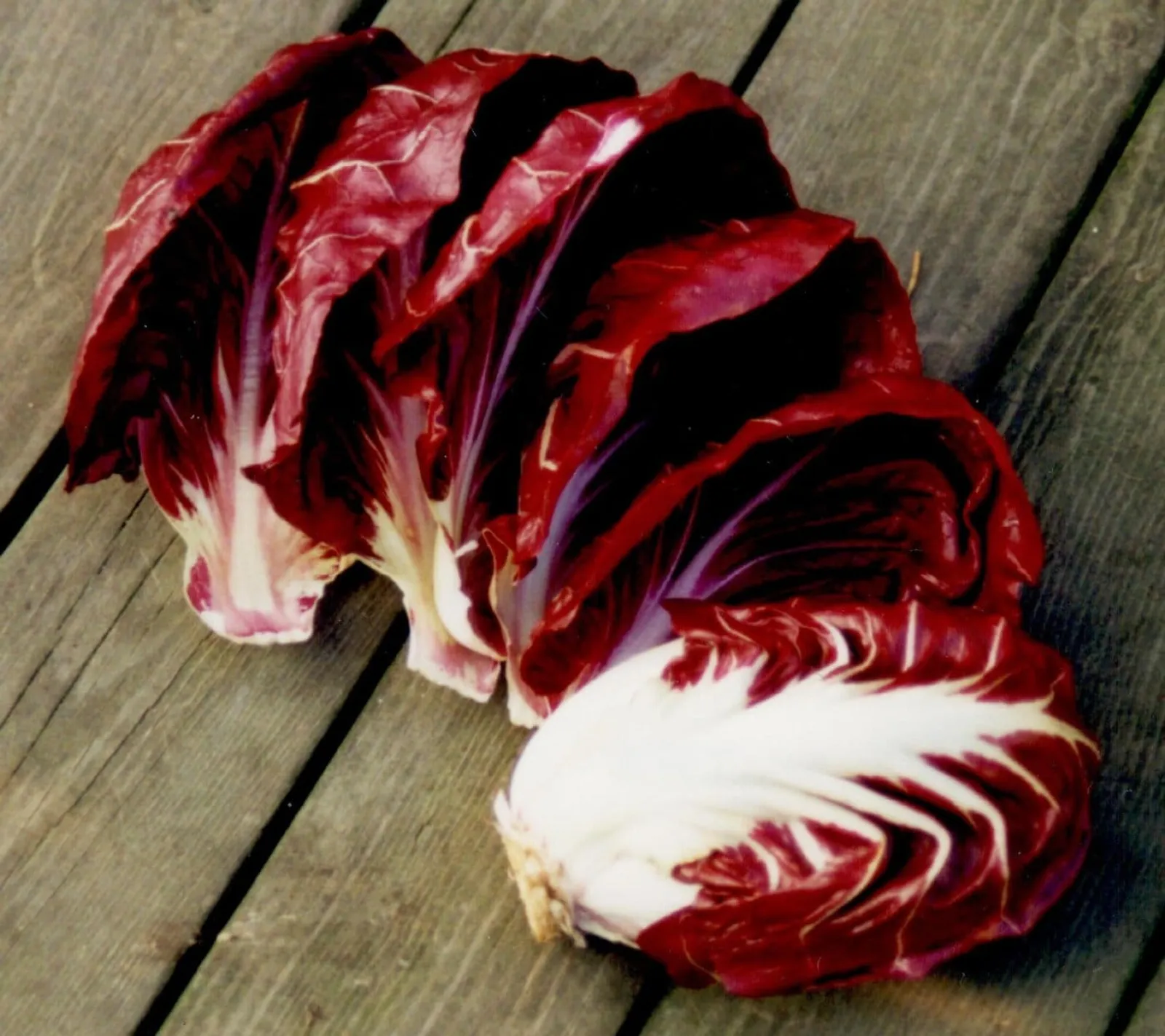 Radicchio 'Palla Rossa', ekofrö - bild 1