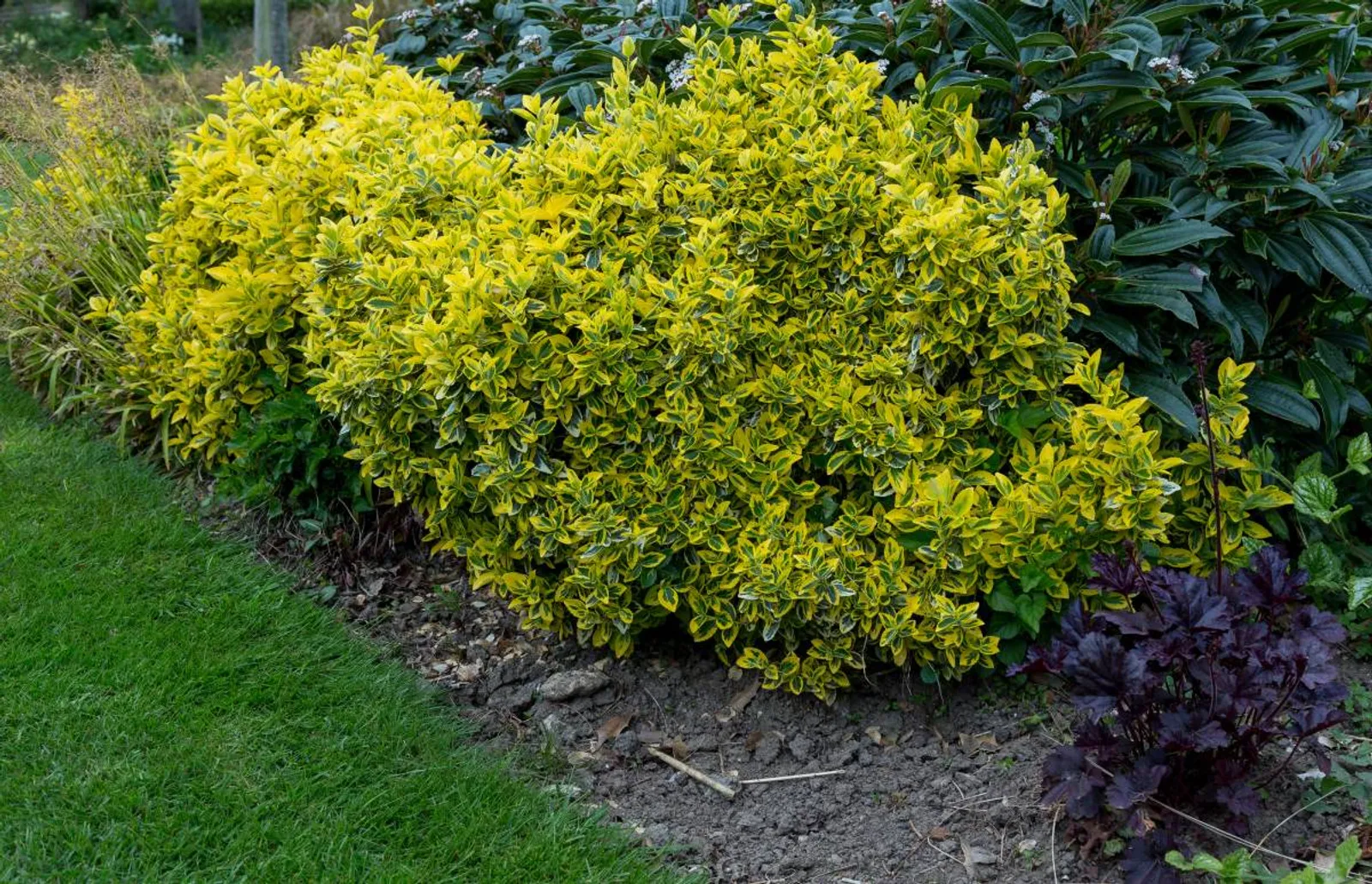Klätterbenved 'Emerald 'n' Gold', 15-30 cm - bild 2