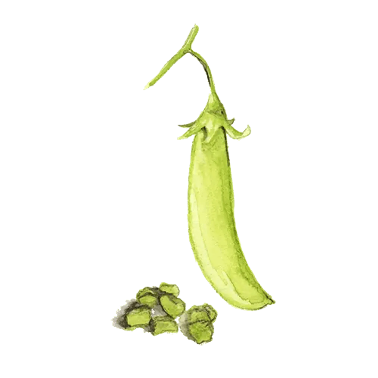 Hög märgärt 'Klenshyttan', Frö - bild 1