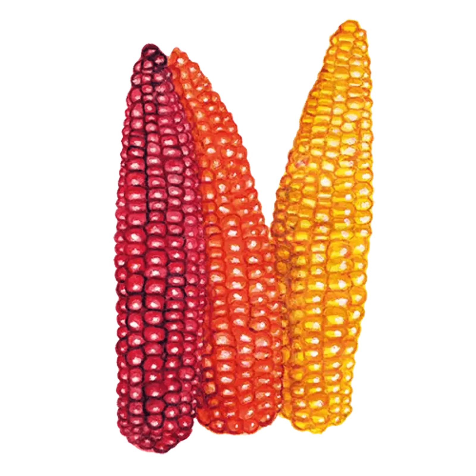 Mjölmajs 'Cascade Ruby Gold', Frö - bild 1