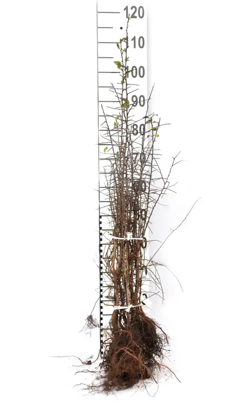 Slån, 50-80 cm - bild 5