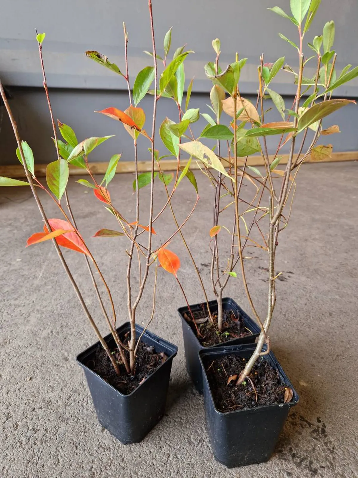 Svartaronia 'Hugin', 20-40 cm - bild 7