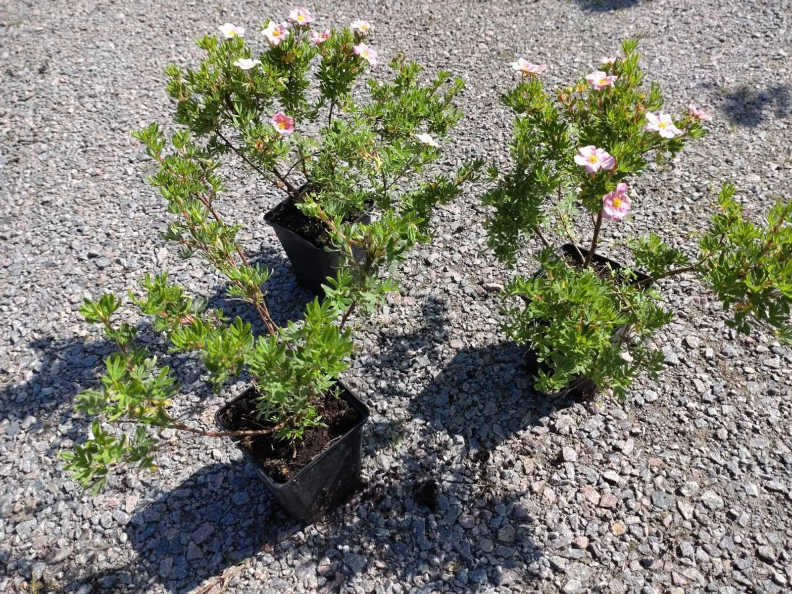Trädgårdstok 'Pink Beauty'PBR (syn. tok 'Lovely Pink'), 15-30 cm - bild 6