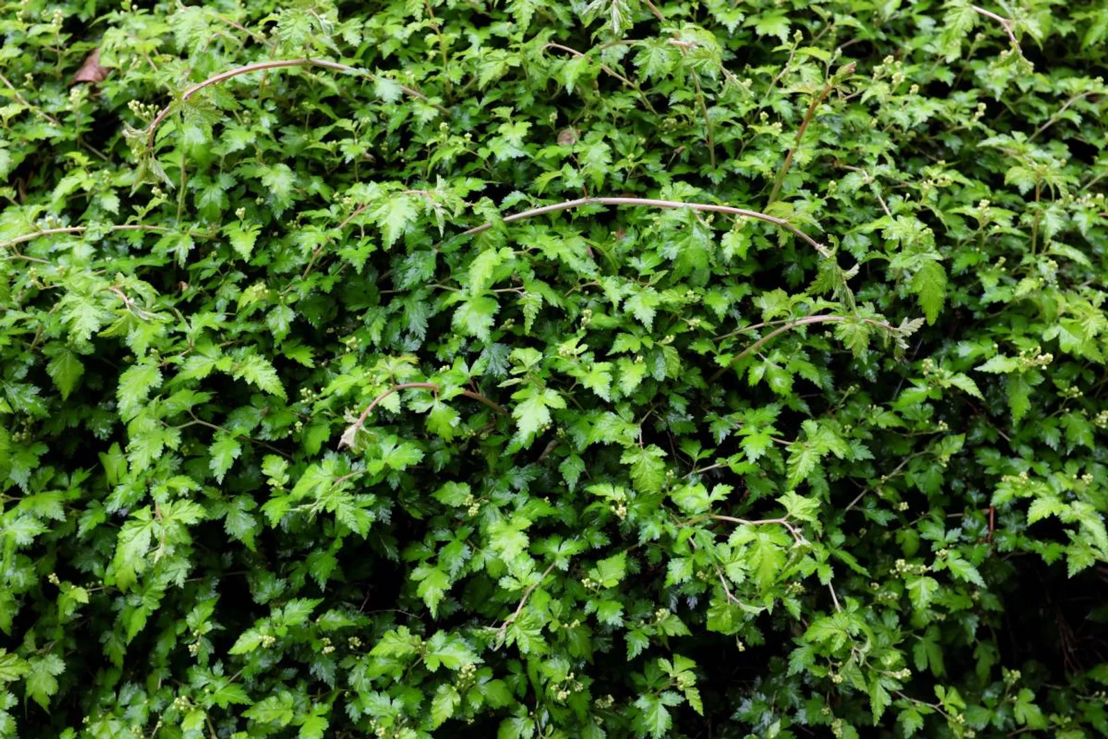 Liten stefanandra 'Crispa', 15-30 cm - bild 3
