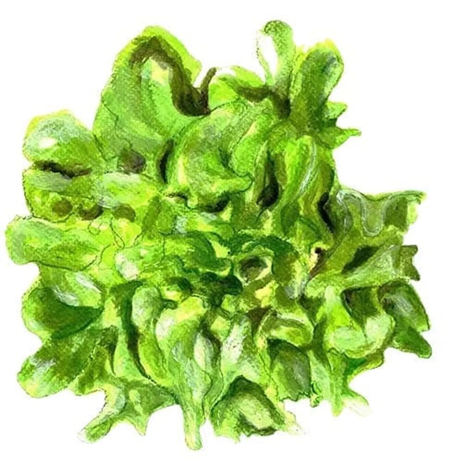 Plocksallat 'Green Salad Bowl', Frö - bild 1