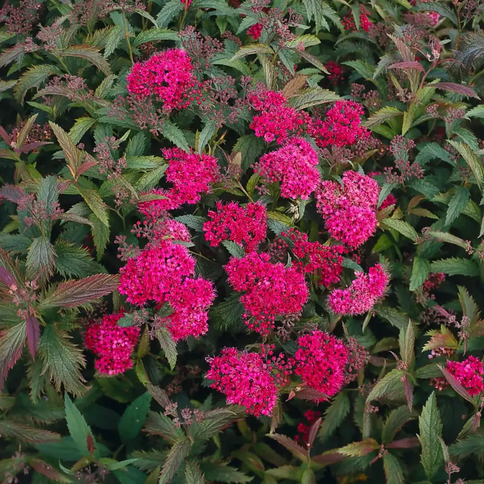 Rosenspirea, 15-30 cm - bild 1